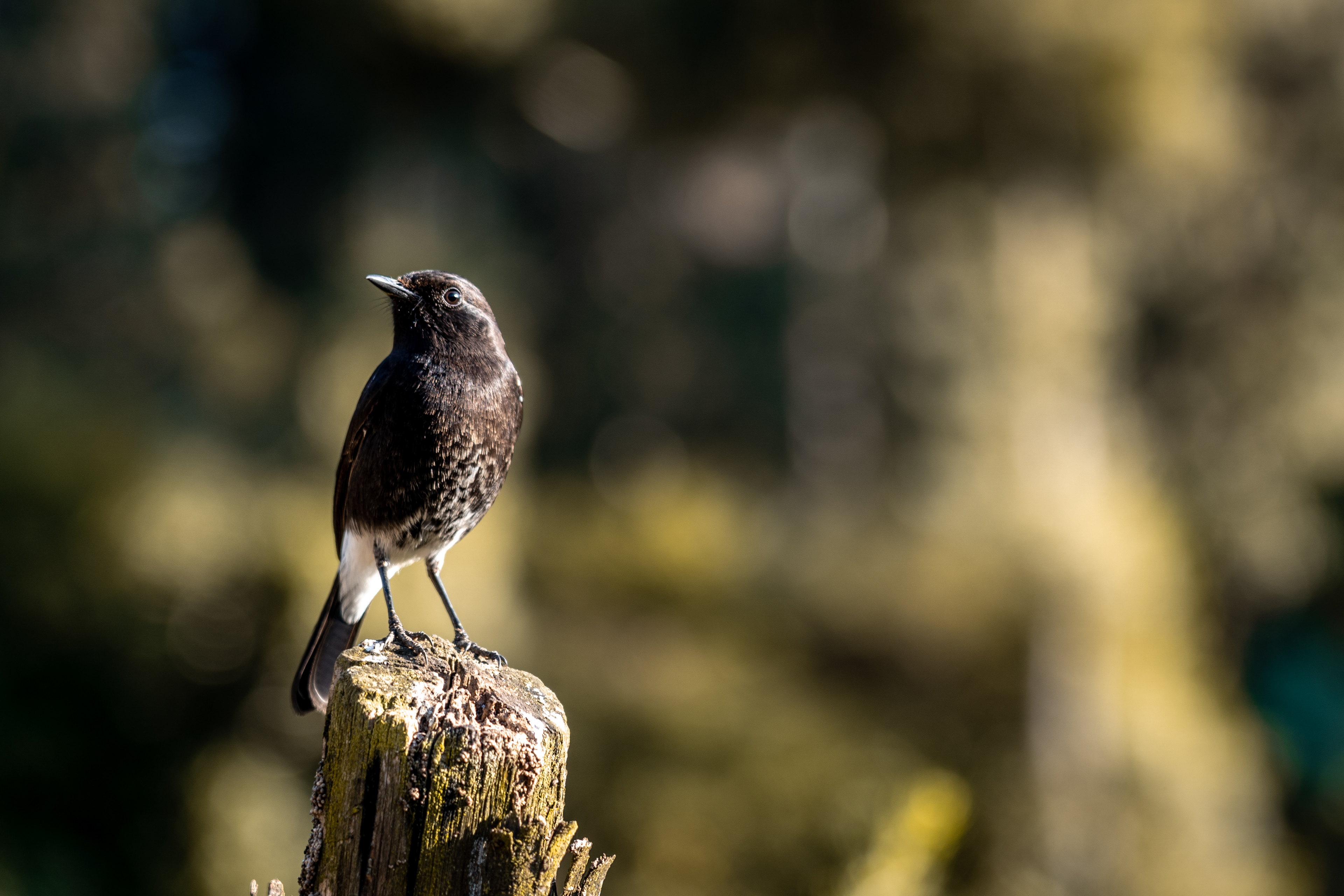 Pied Buschat