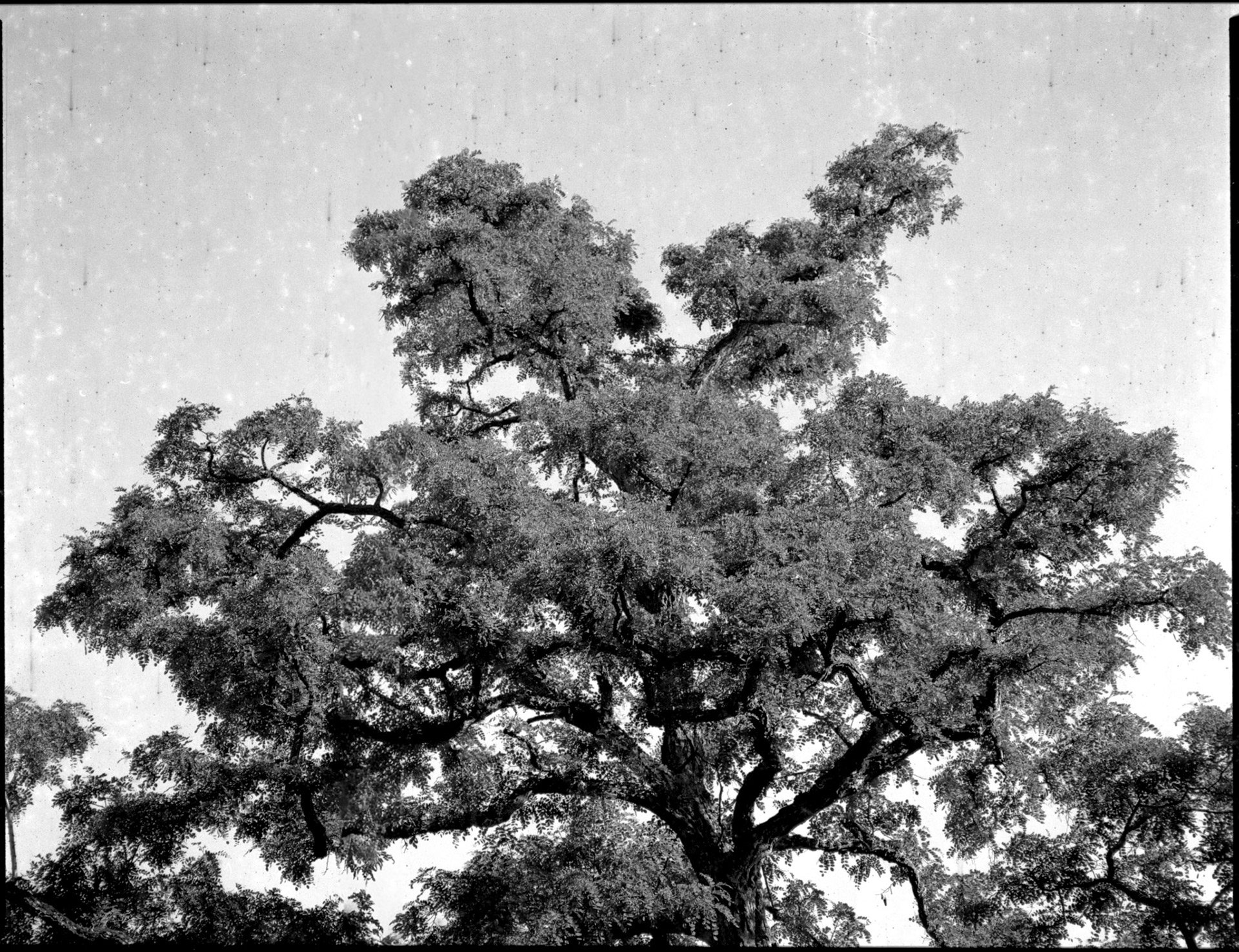 Bronica -PanF fra 80erne Hindsgavl