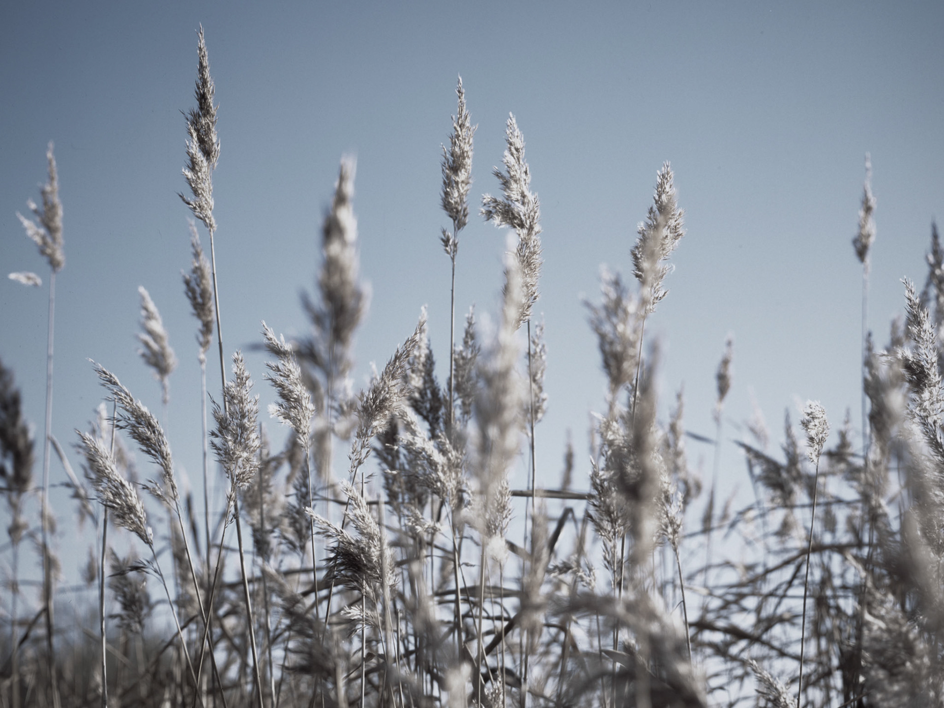 Fujichrome Sluseholmen - Bronica - Oktober-November 2025