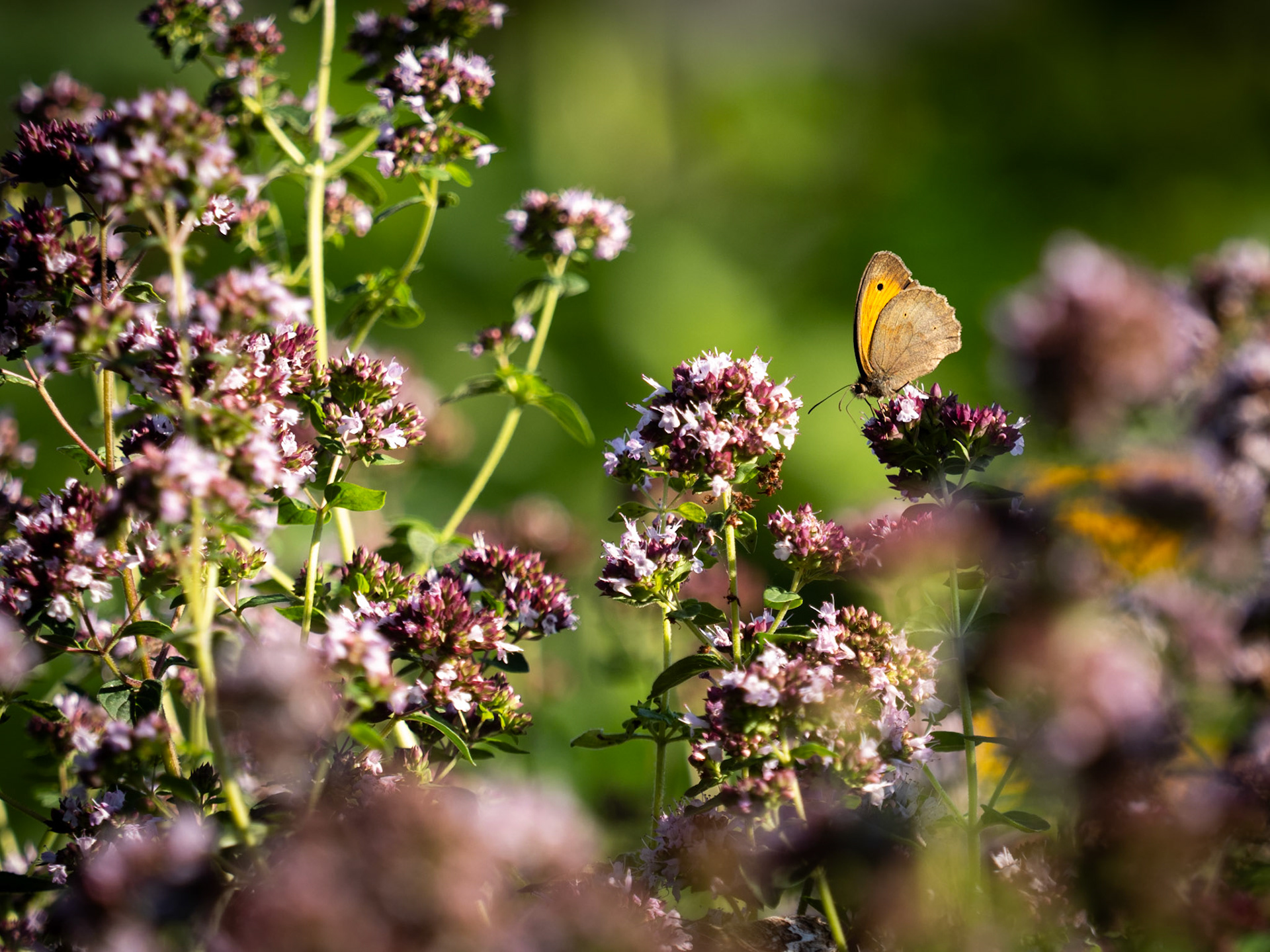 Flowers and butterfly at the island of Oland