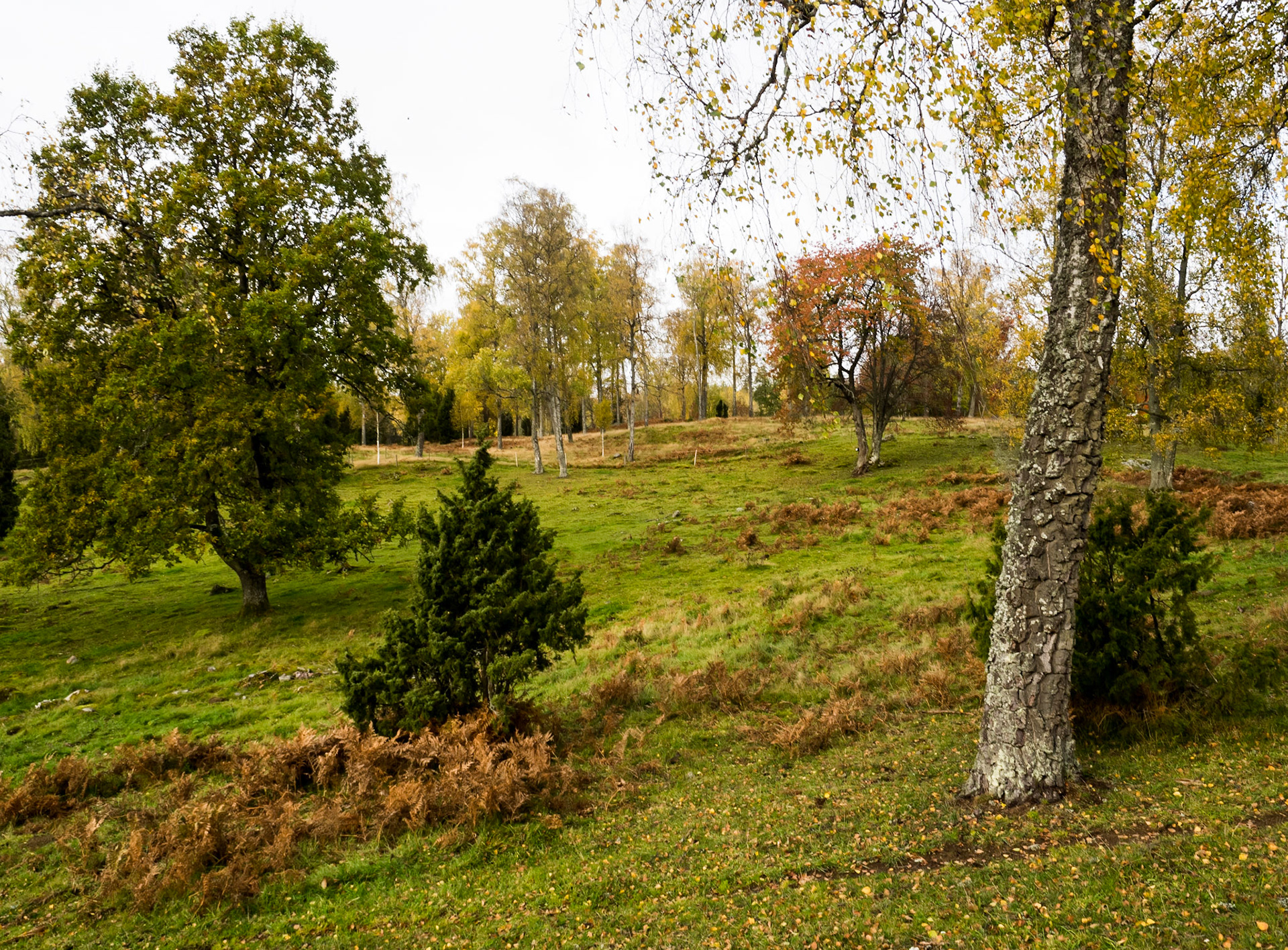 Sweden - Foserum - October 2019