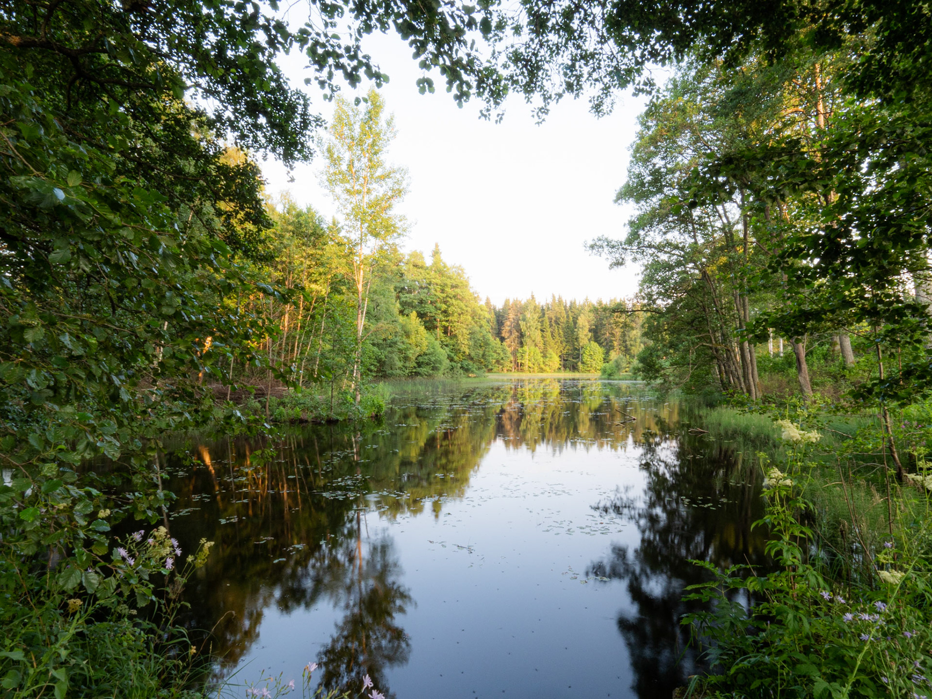 Sweden - Foserum - July 2021