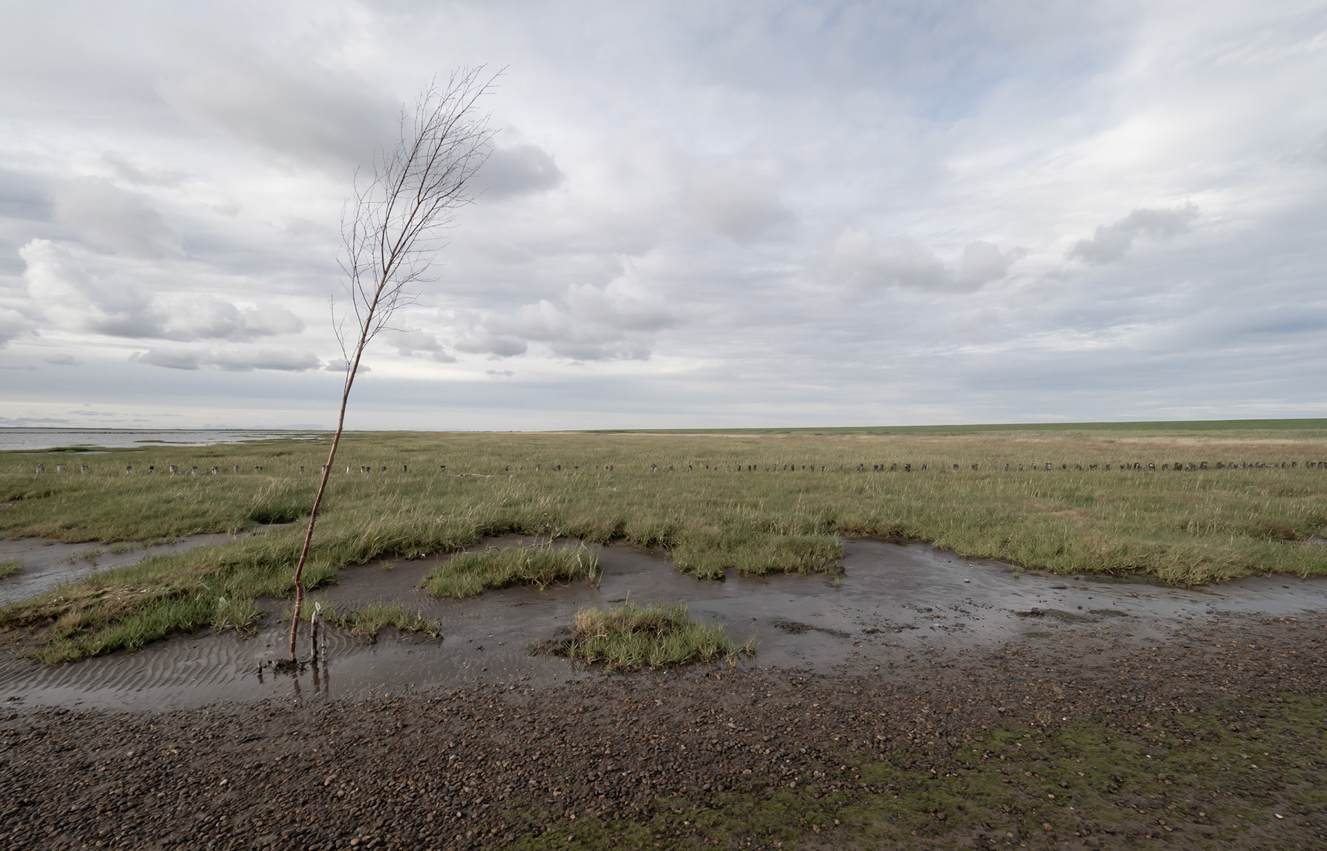Vadehavet - Mandø juli 2020