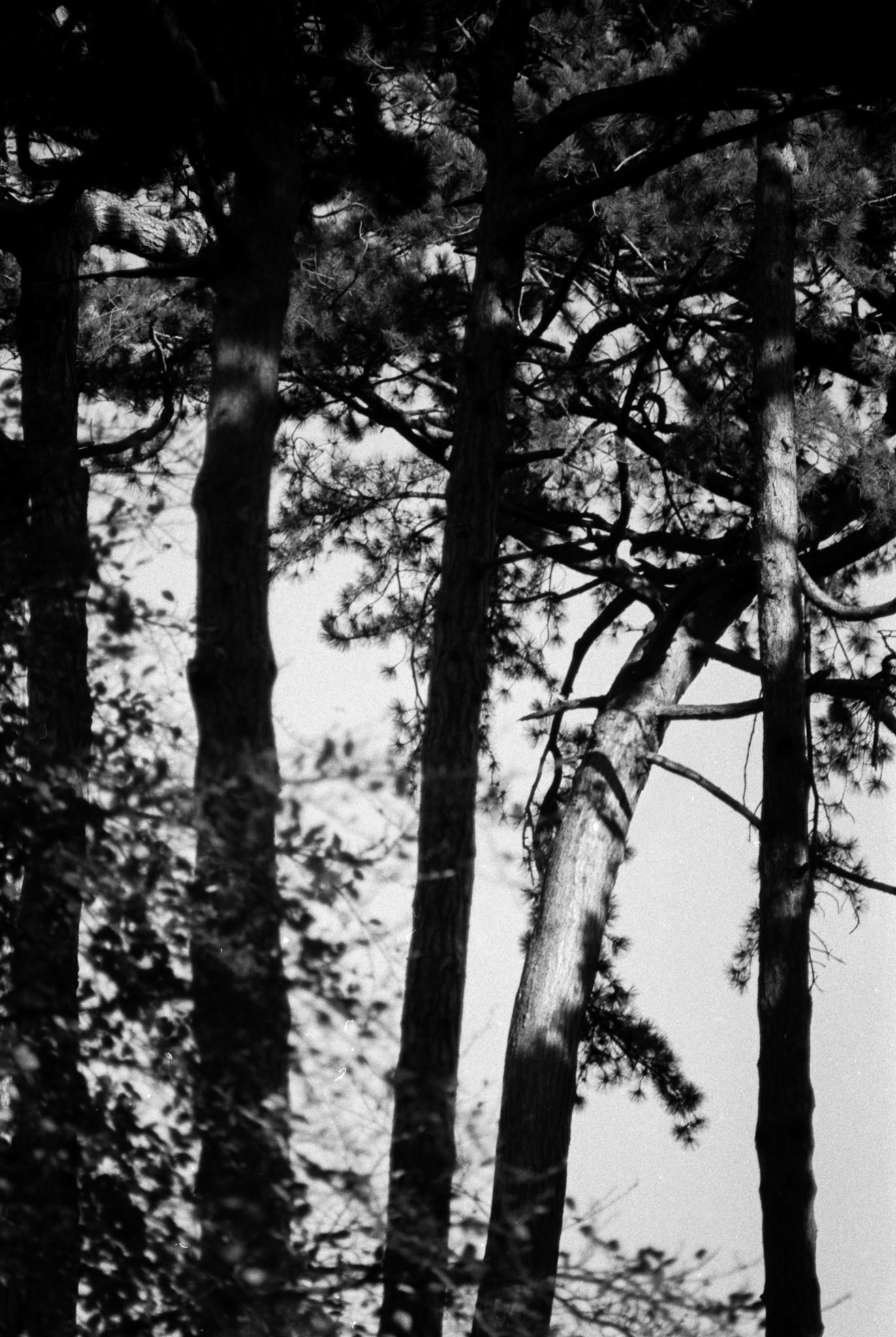 Ilford Pan F exp1991 Botanisk Have - OM4