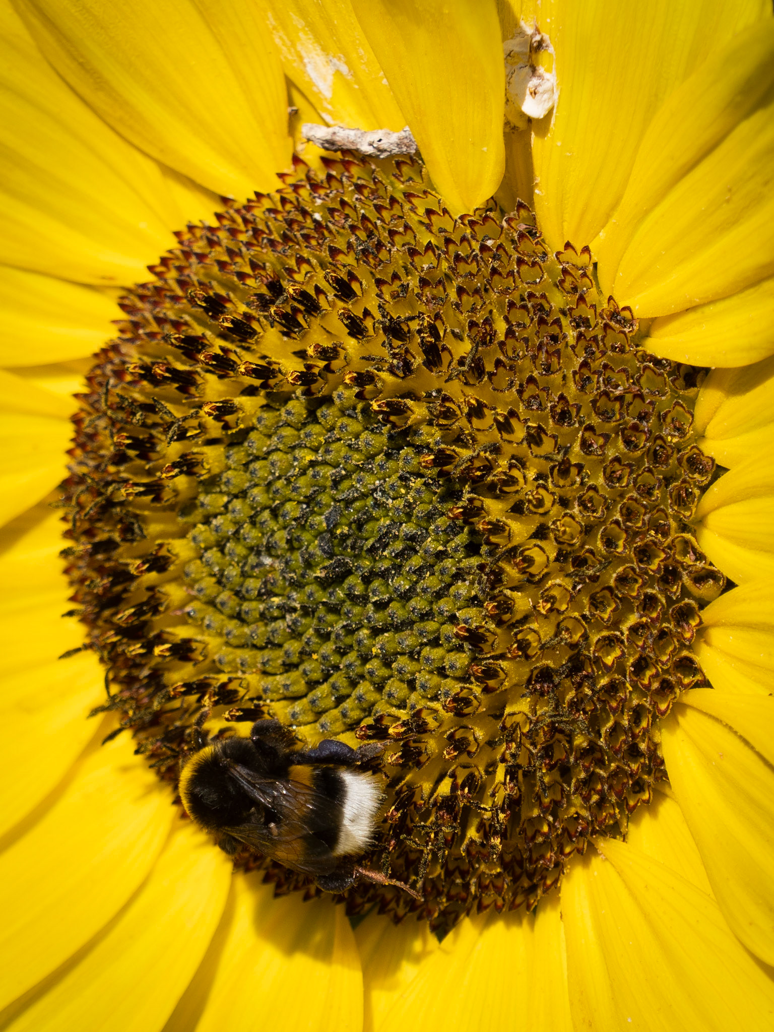 Sunflower and bees at the island og Oland