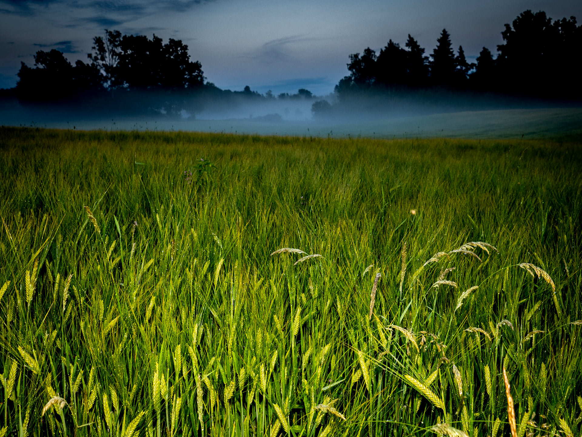 Evening mist is heavy in the fields of the open landscape in southern Sweden