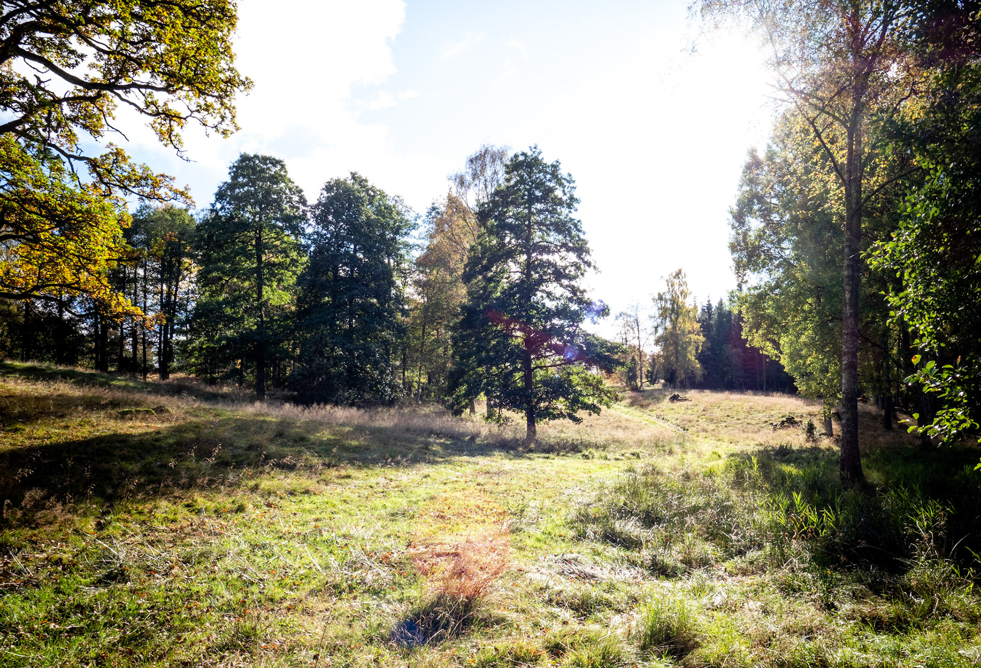 Sweden - Foserum - October 2020