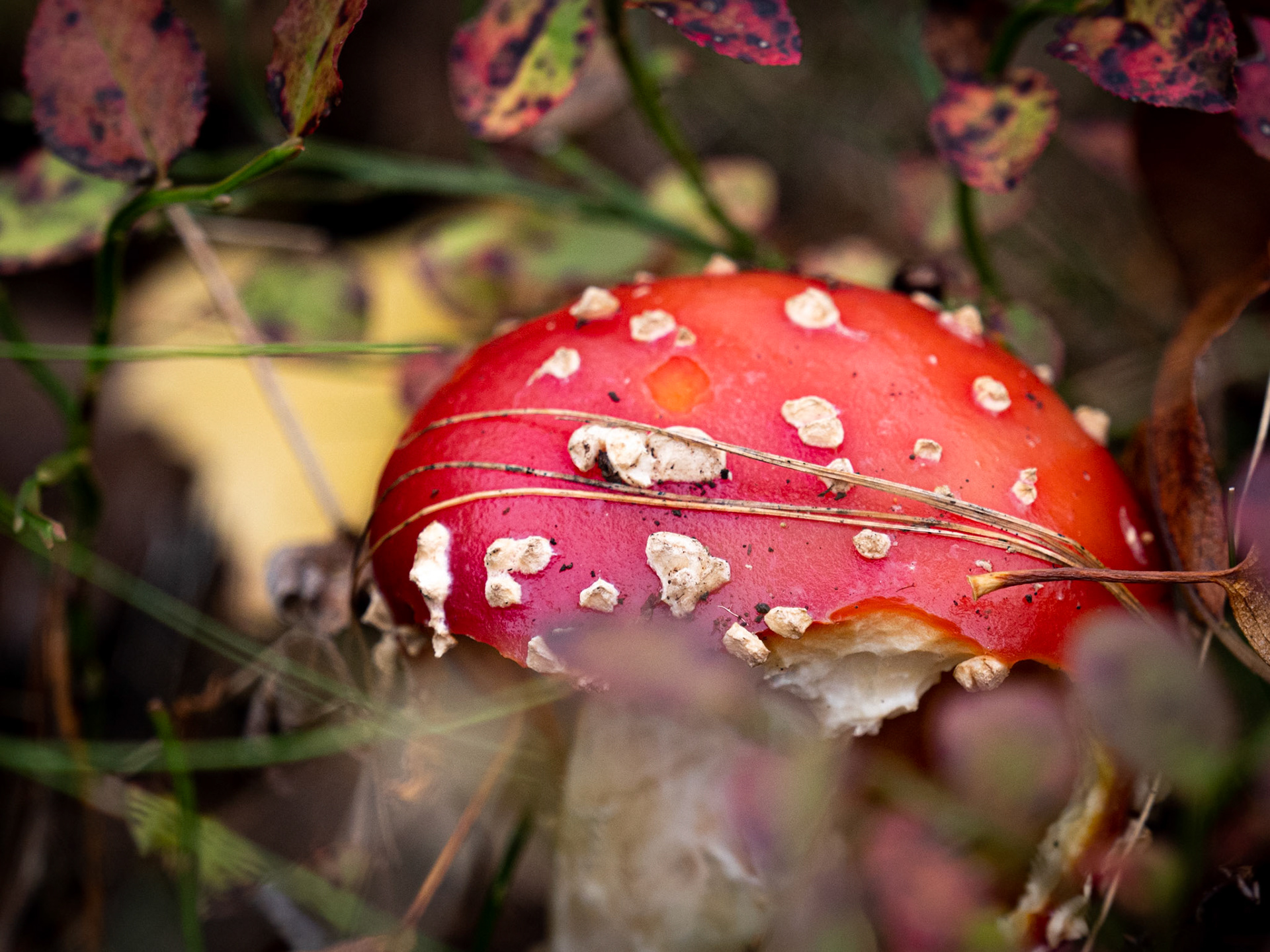 Red Fly Agaric, Smäland, Sweden