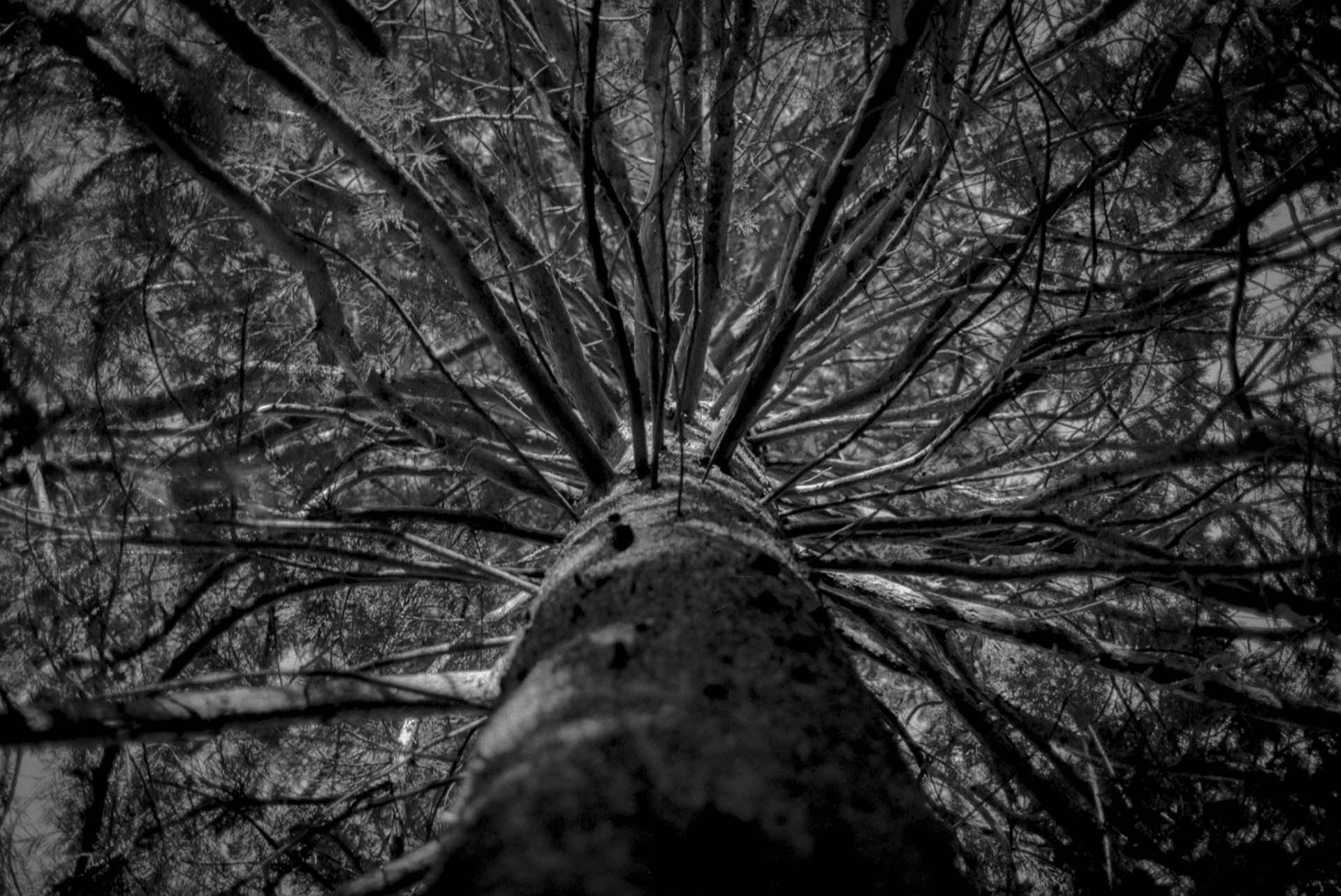 Ilford Pan F exp1991 Botanisk Have - OM4
