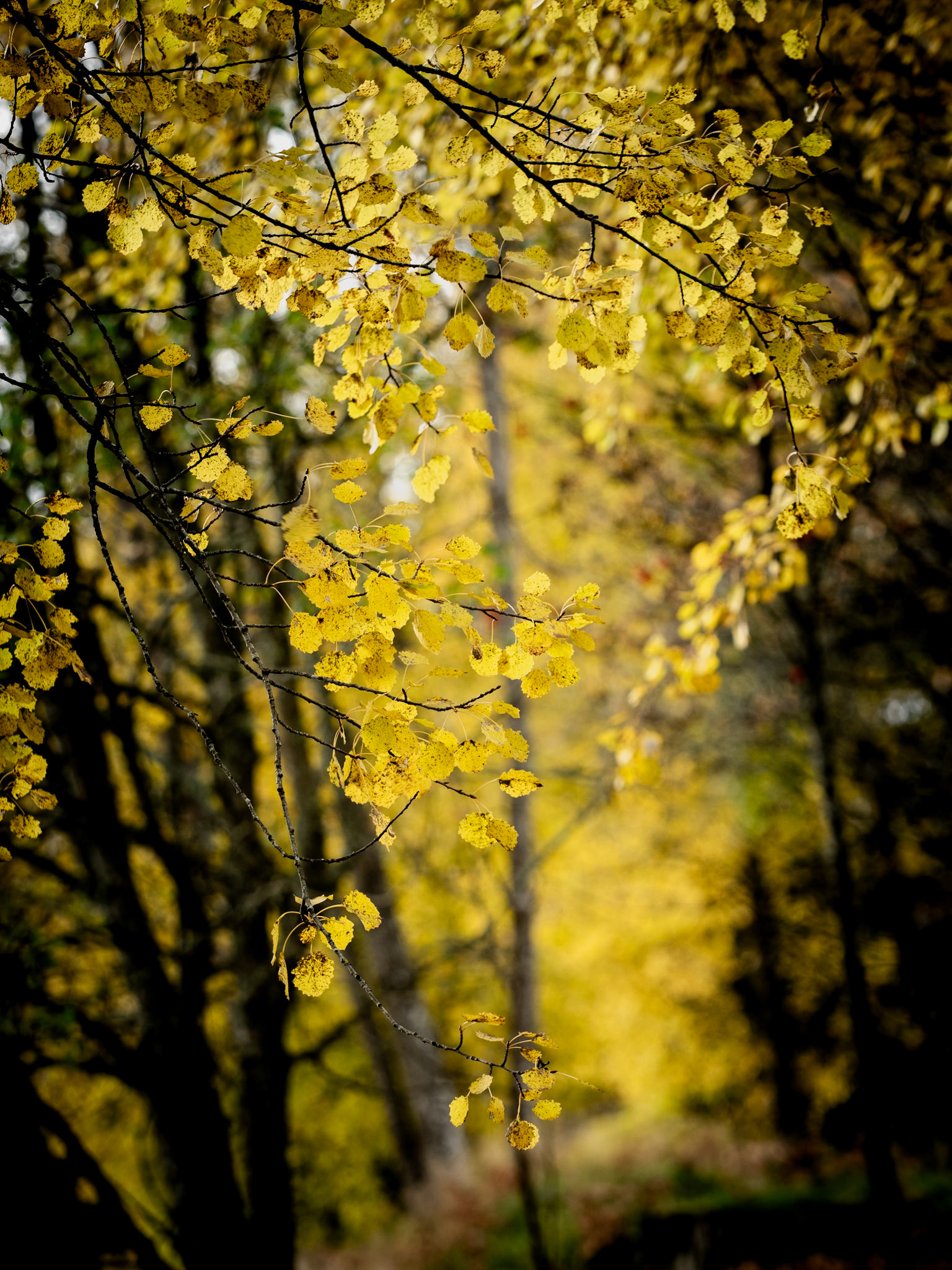 Autum in Småland