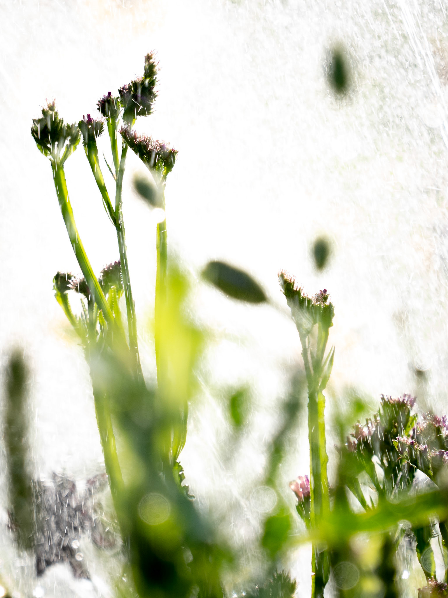 Flowers and water sprey in the island of Oland