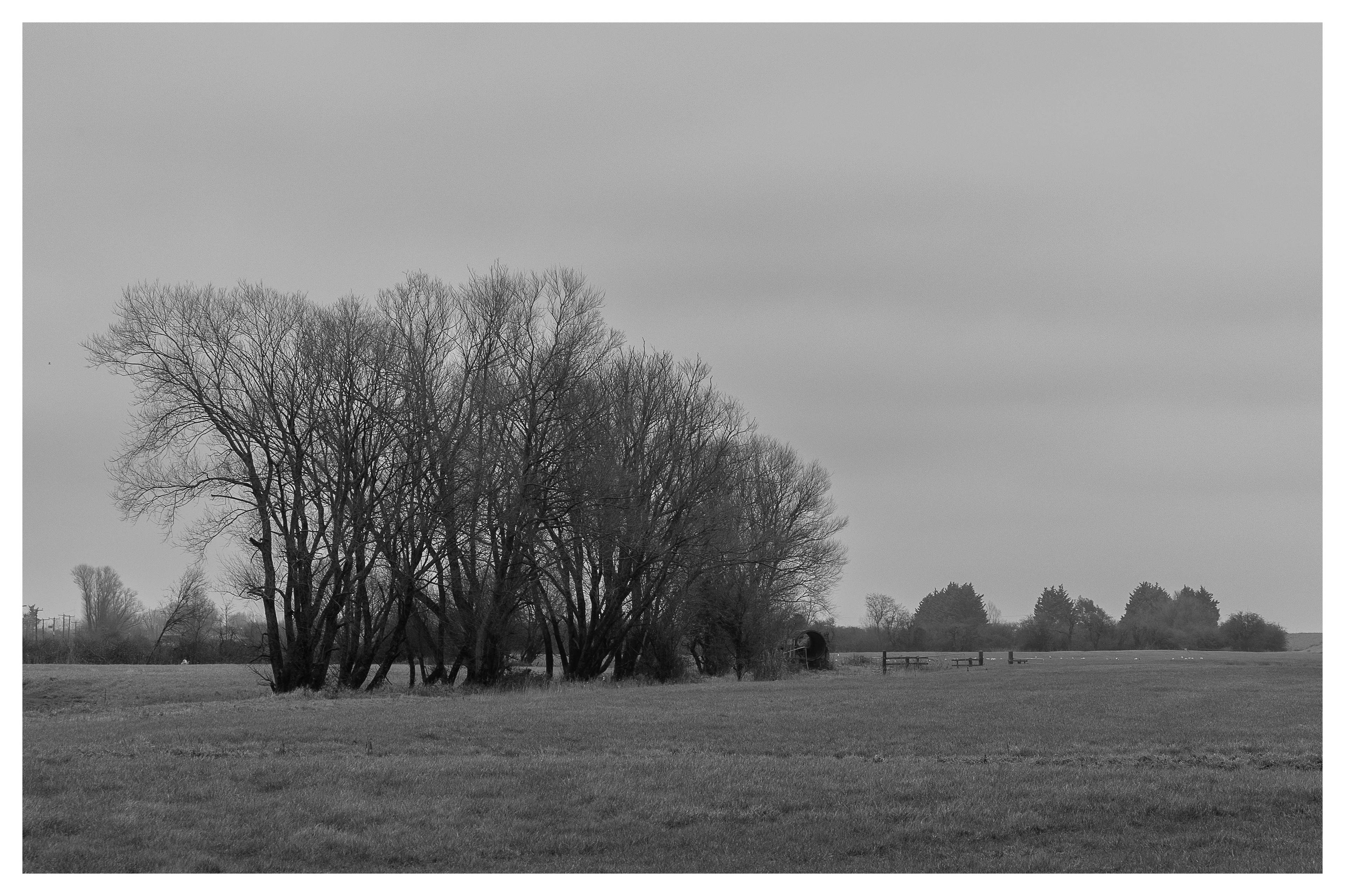 Trees