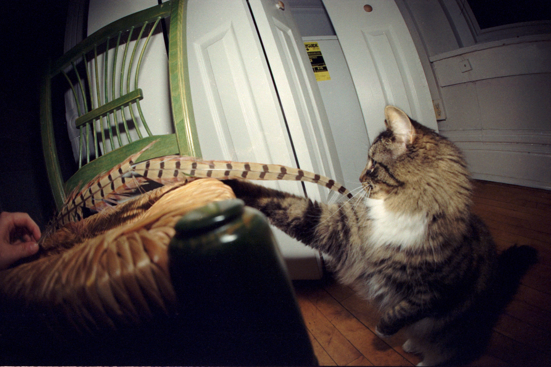 my cat 04232026