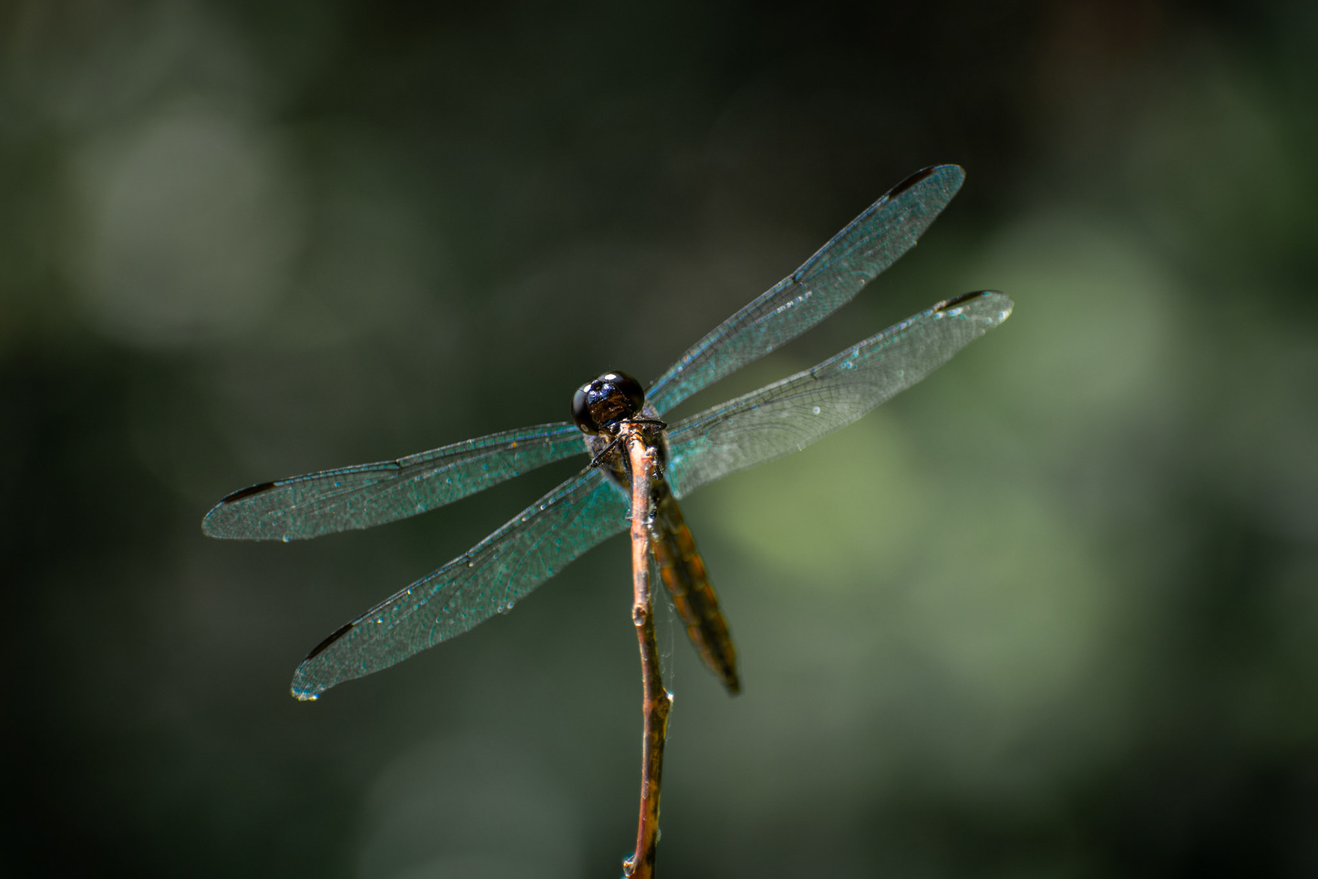 Whitehall Reservoir Hopkinton
