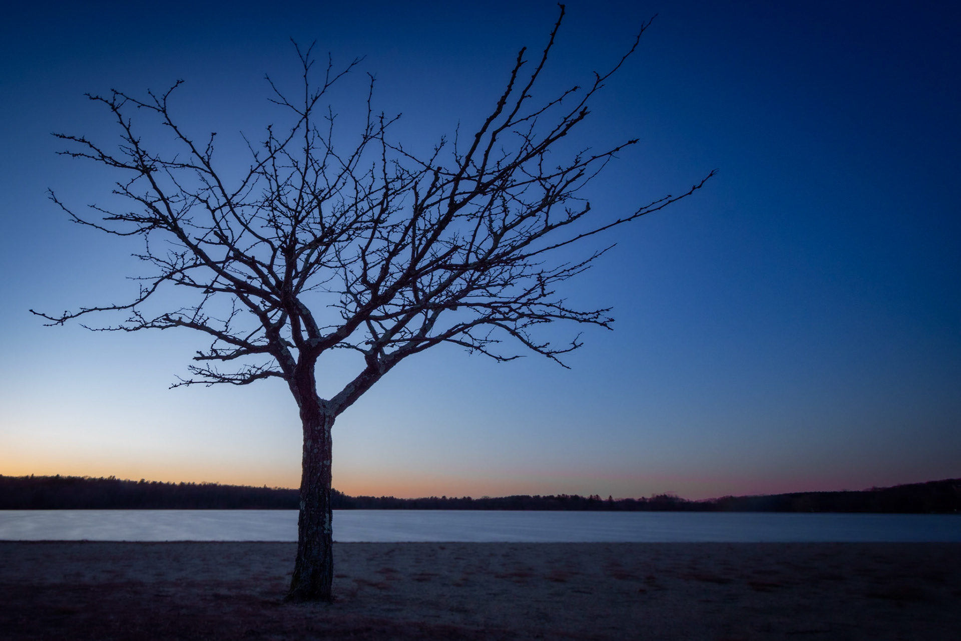 Bare Branches at Chauncy Lake