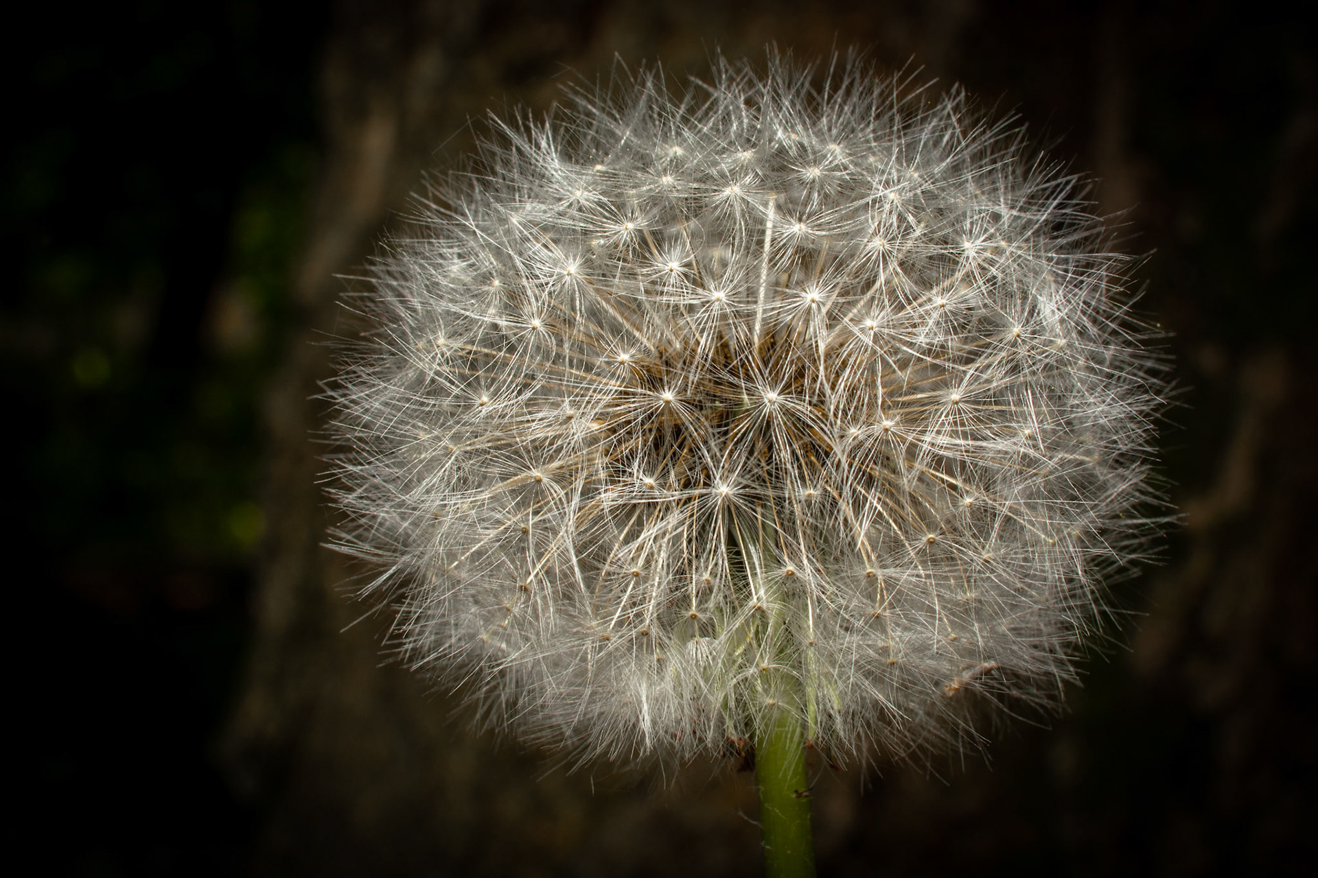Dandelion