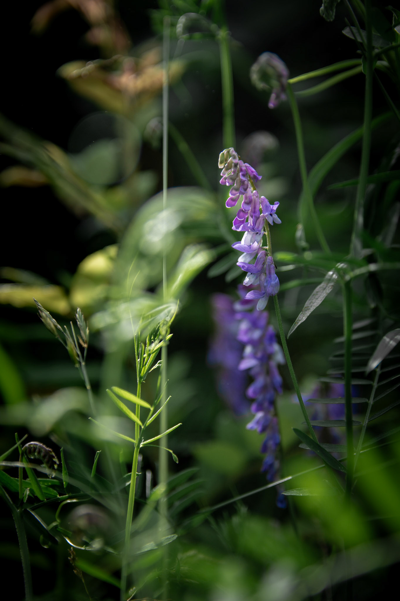 McCallum Wildlife Area Northborough