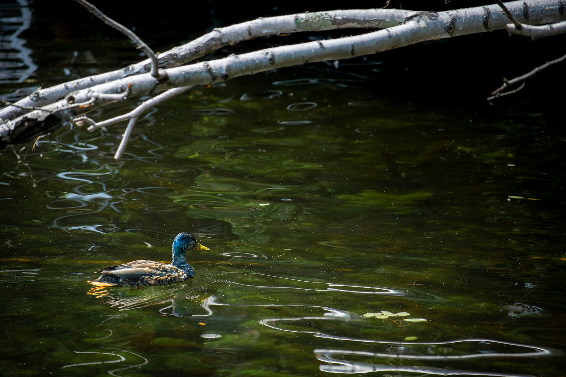 Whitehall Reservoir Hopkinton