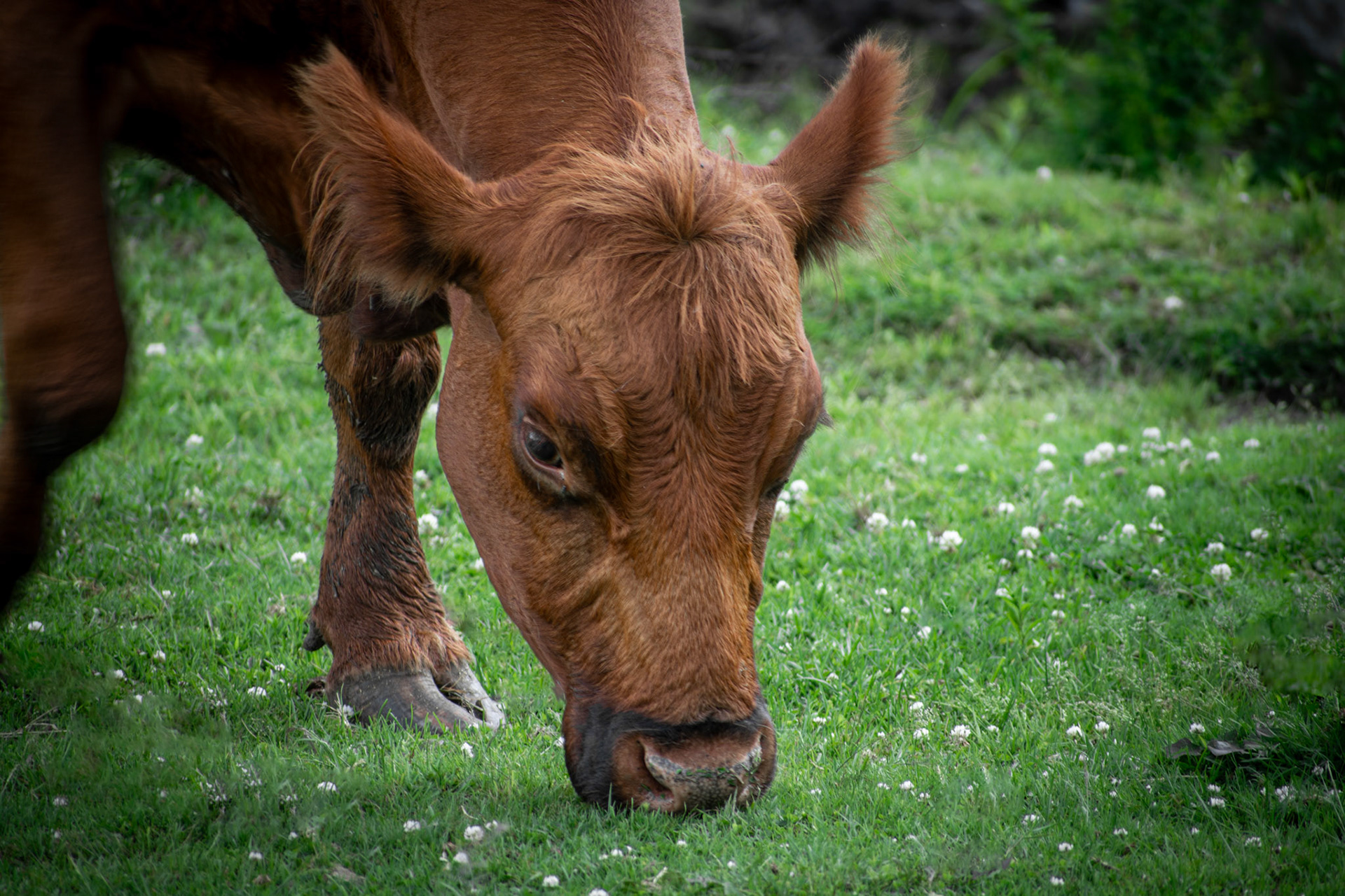 Rota Spring Ice Cream Sterling