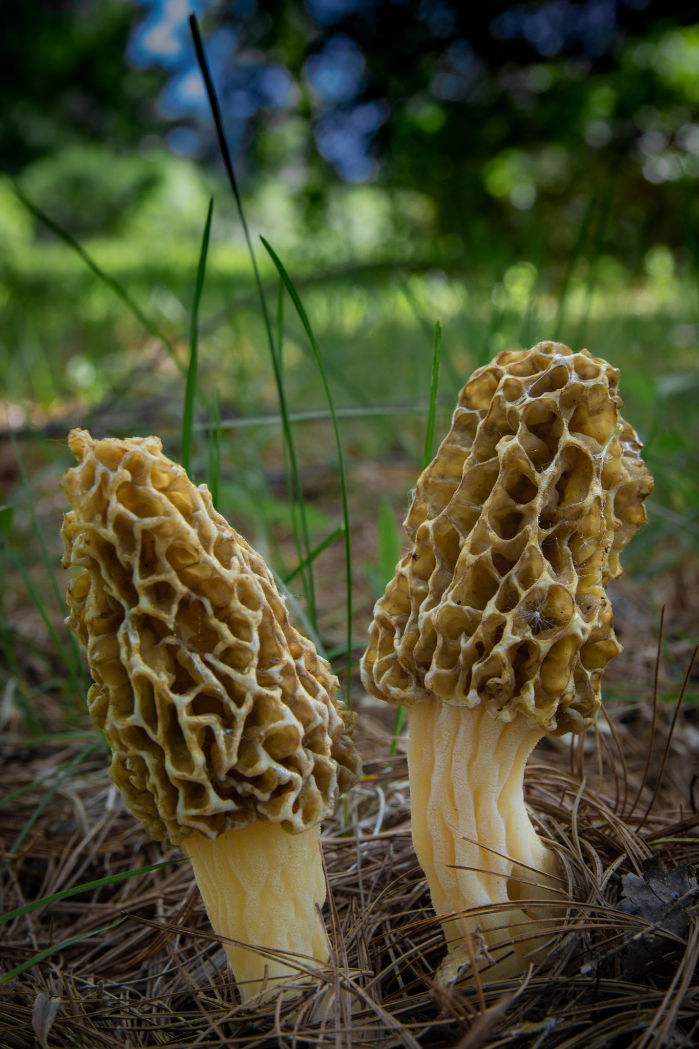 Morchellaceae