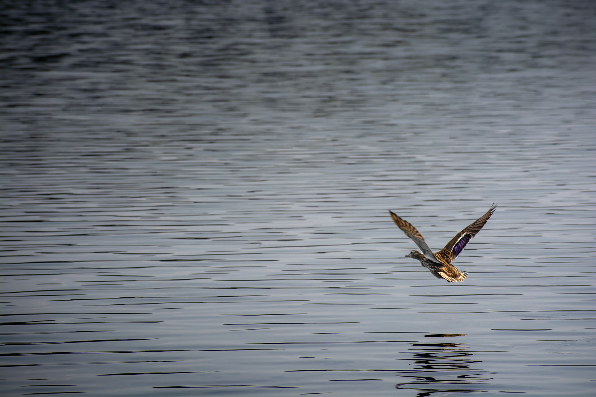 Whitehall Reservoir Hopkinton