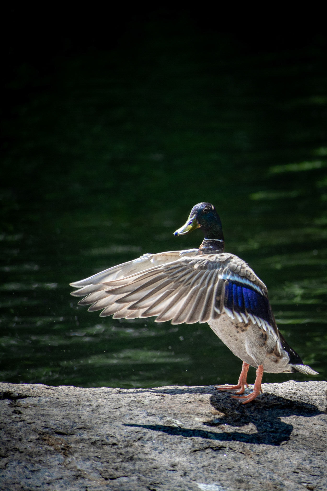 Whitehall Reservoir Hopkinton