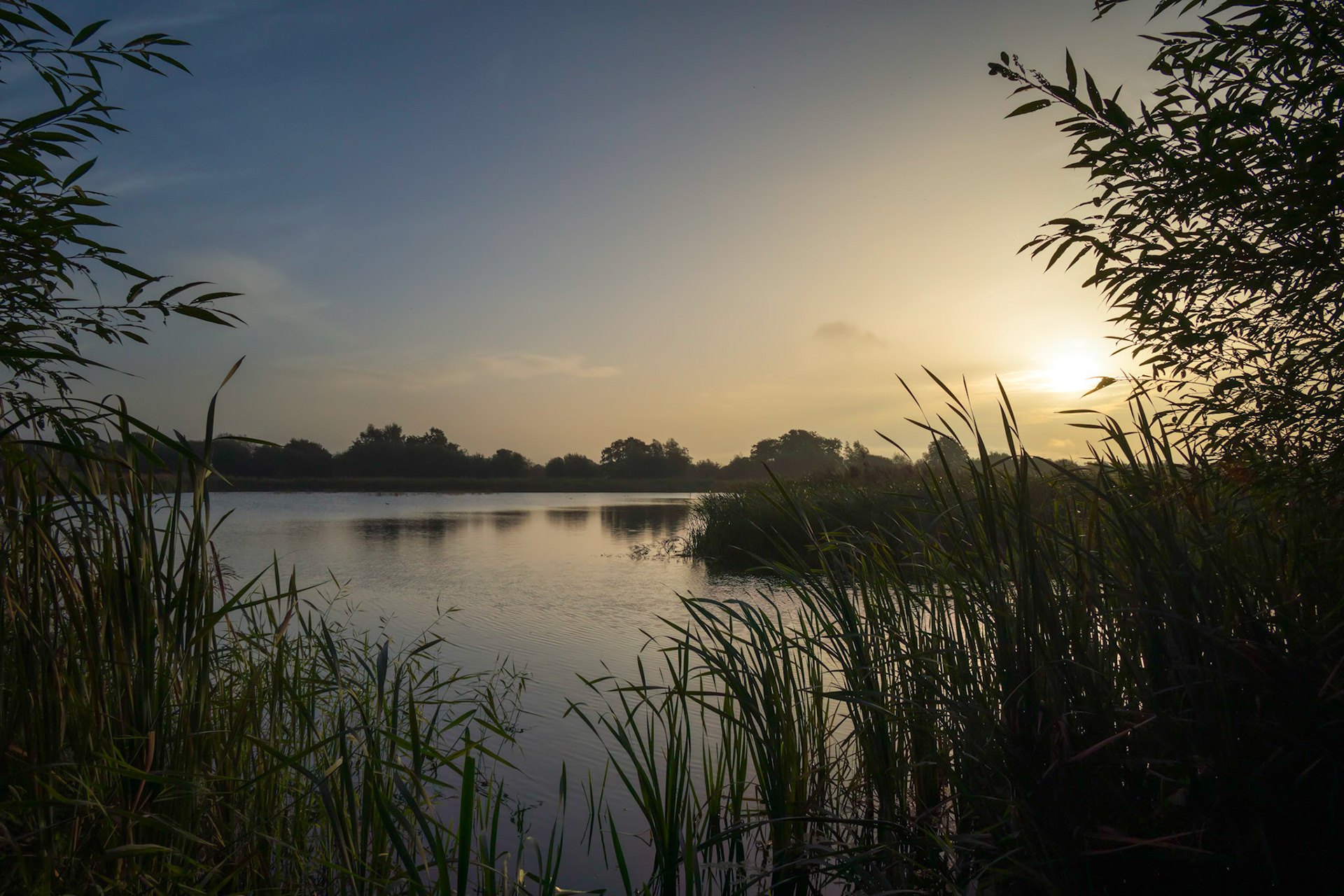 RSPB Ham Wall, Glastonbury