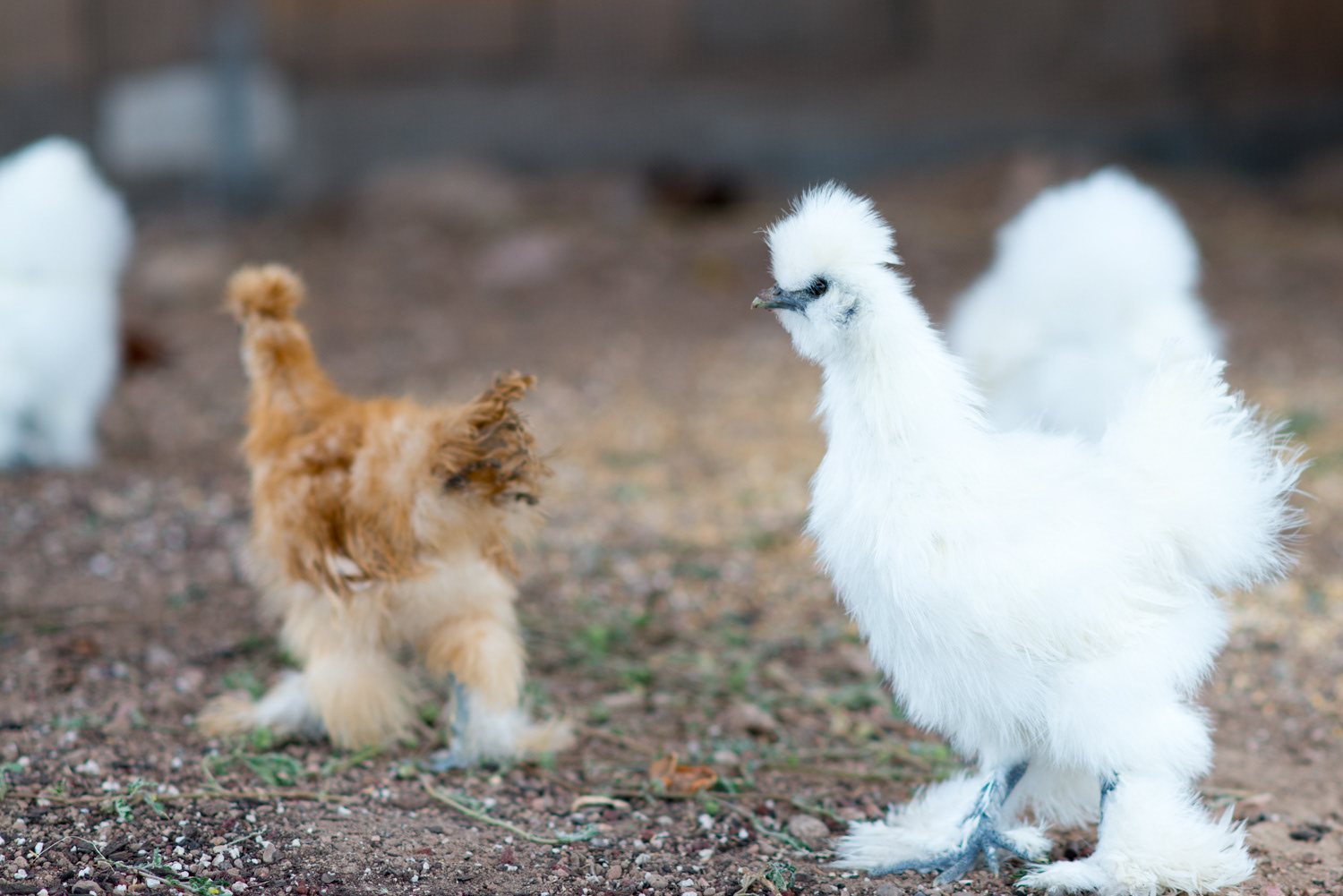 Guests learn about relationships with Silkie Chickens.