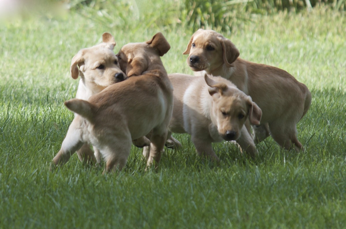 Guests help train specially-bread Labrador puppies to become assistance dogs.