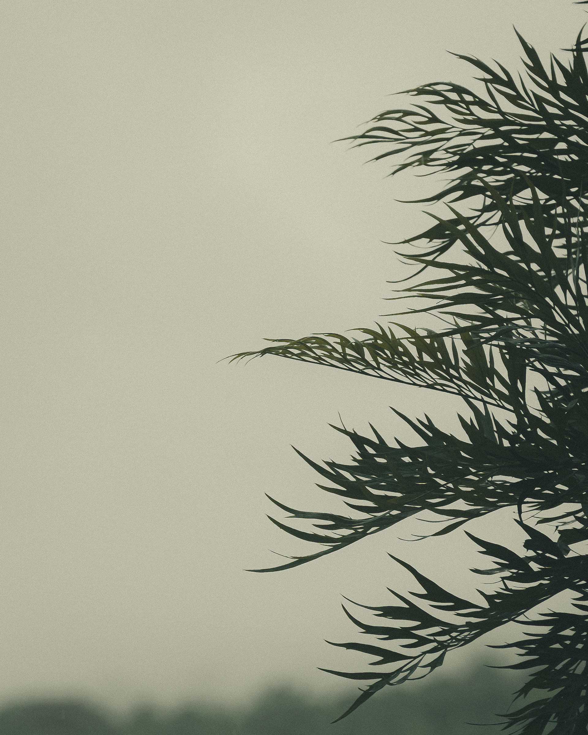 LEAVES