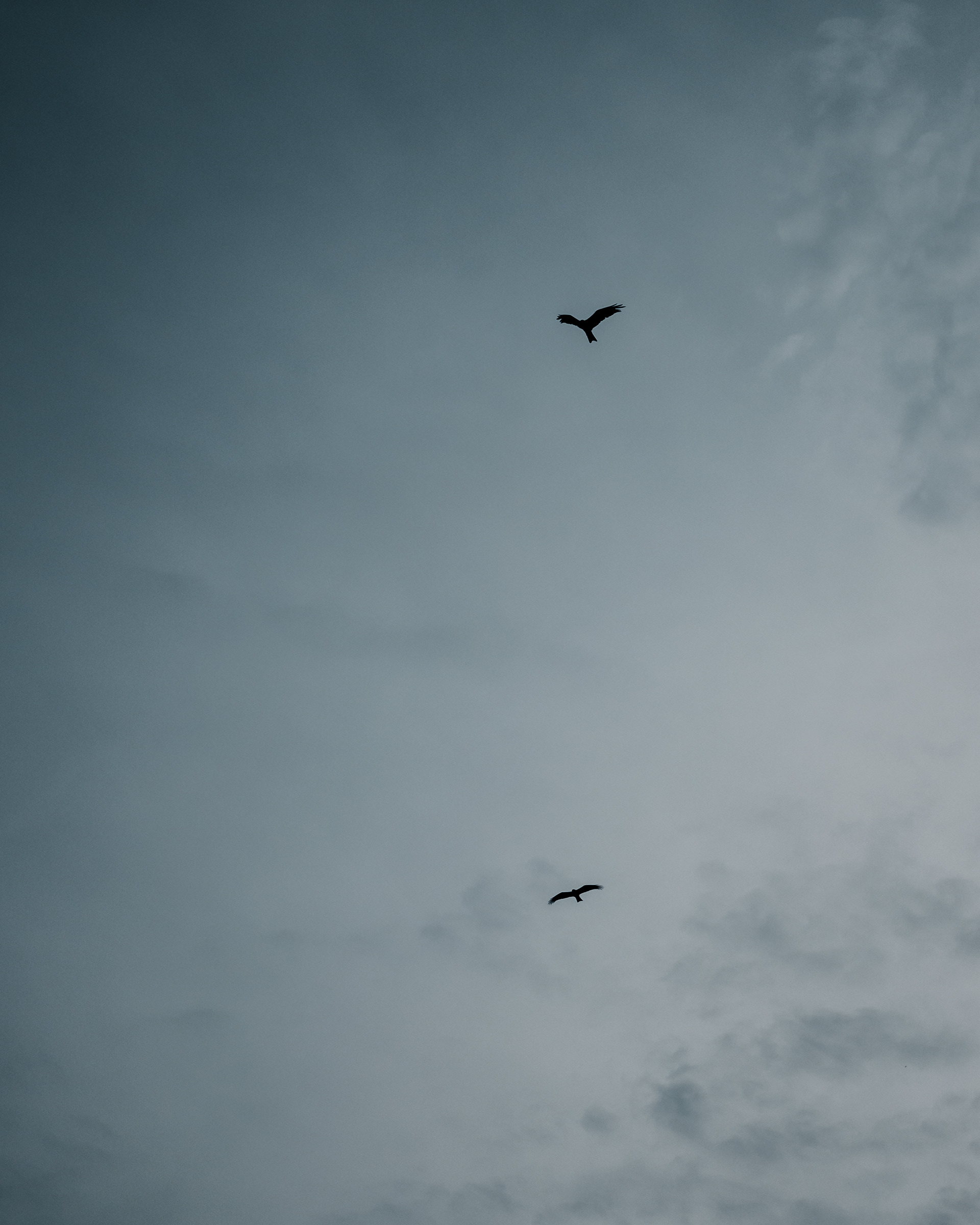 WINGS