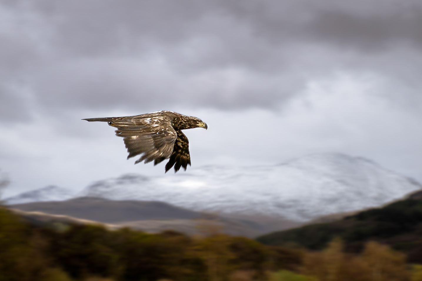 Golden Eagle In Flight