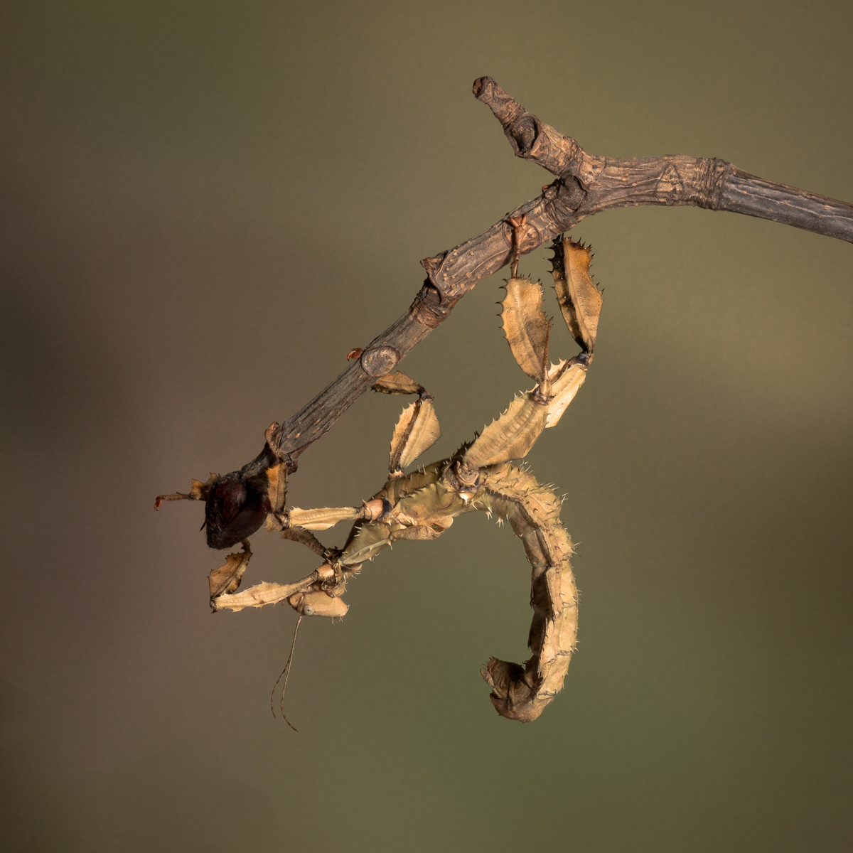 A close-up image of a stick insect camouflaged as a dry leaf hanging from a twig. The insect has a brown, textured body that closely mimics the appearance of dried leaves, with spiky extensions and a curled posture that further enhance its disguise. The twig it clings to is dark and rough, blending with the insect's natural appearance. The background is a soft, blurred brown and green gradient, emphasizing the twig and the intricately camouflaged stick insect.