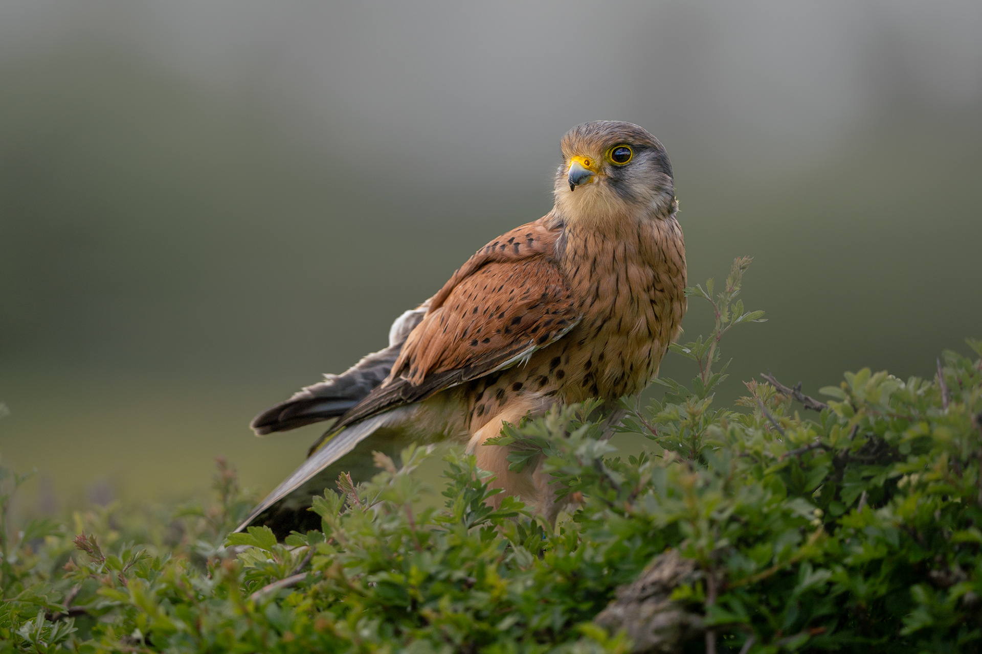 Kestrel
