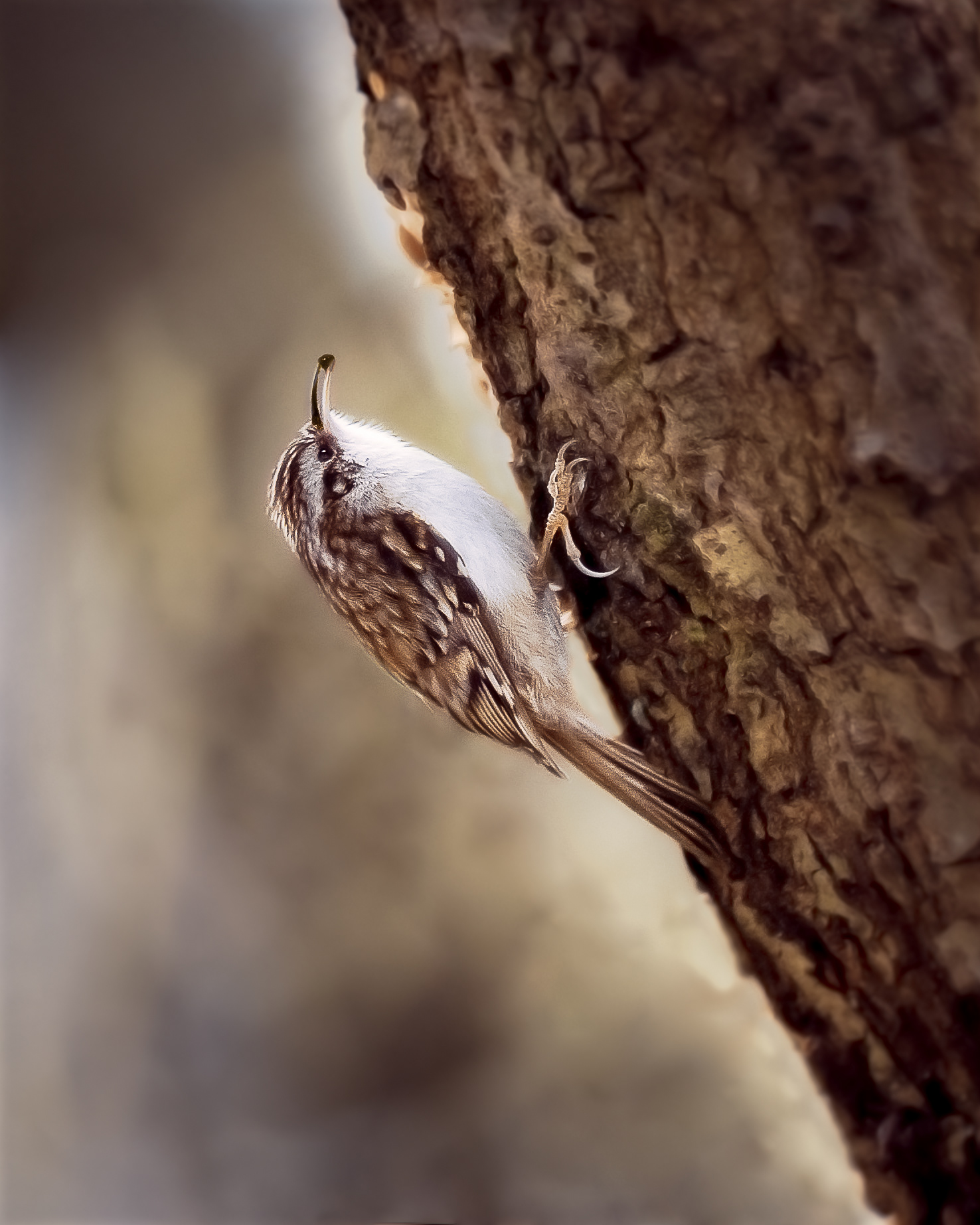 Tree Creeper
