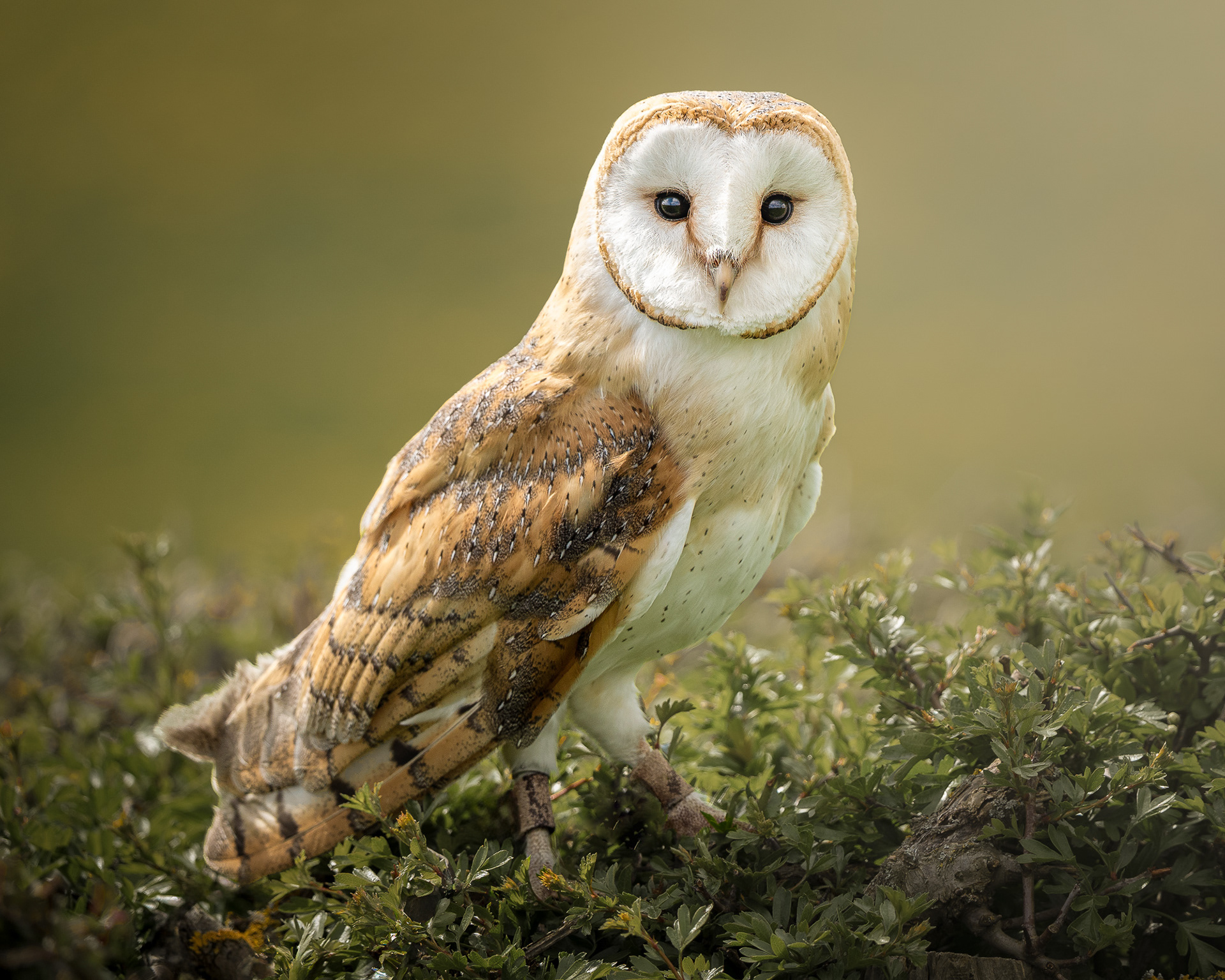 Barn Owl