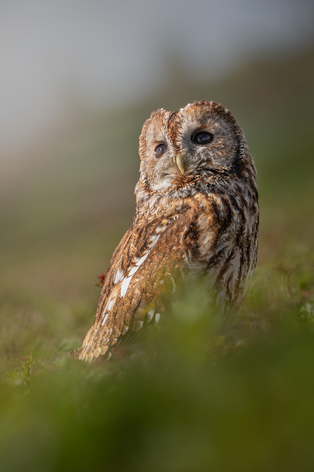 Tawny Owl