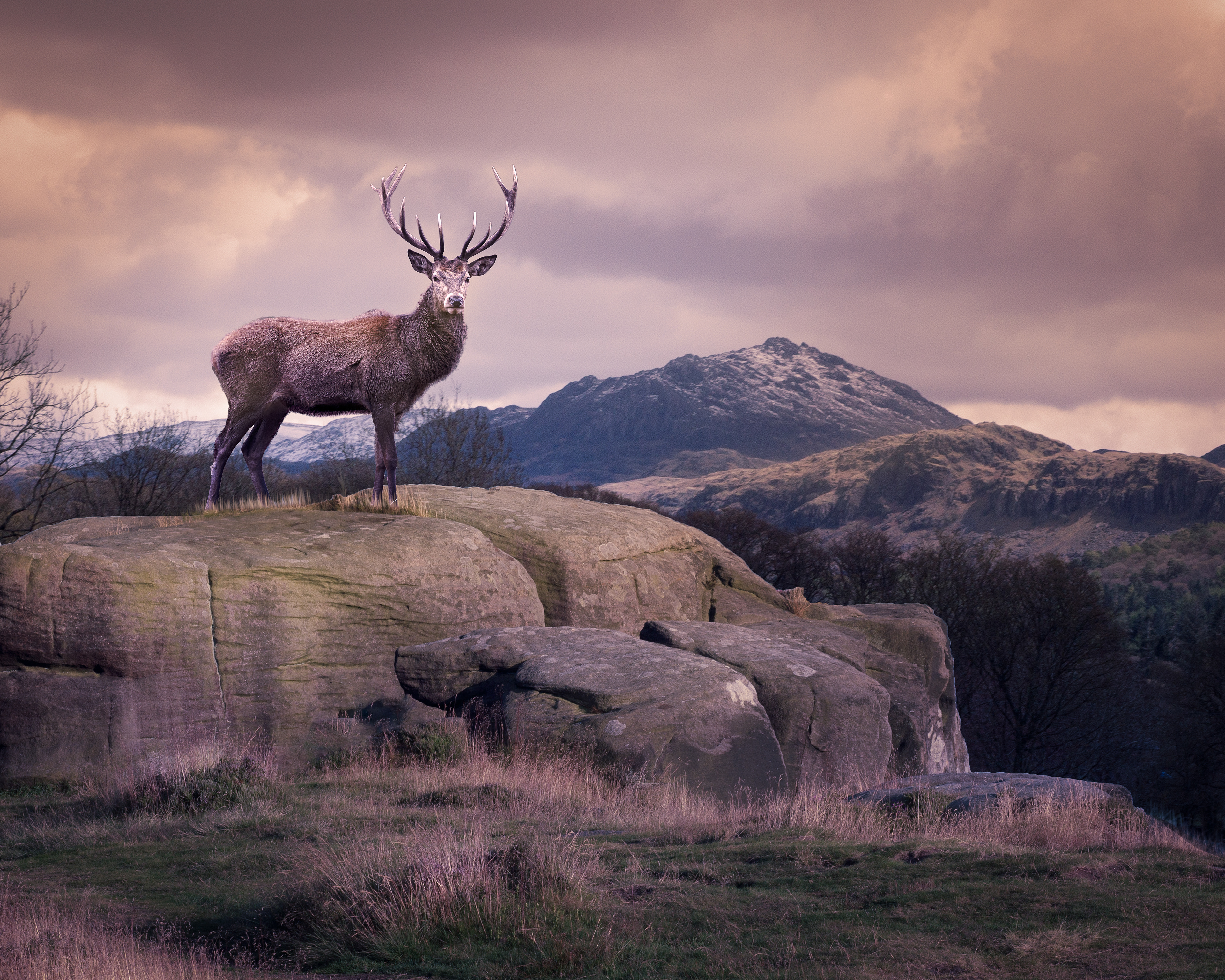 Red Deer