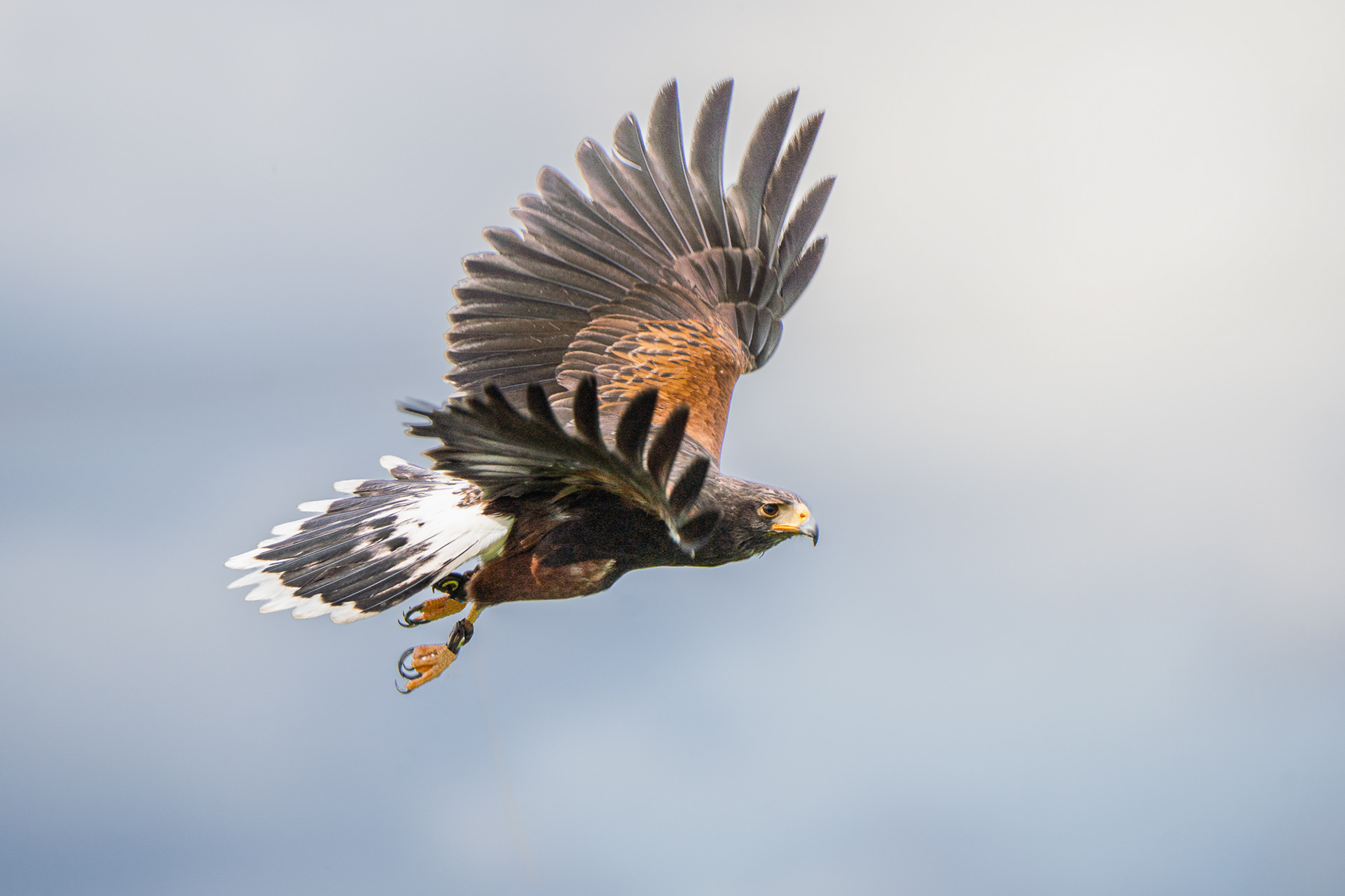 Harris Hawk In Flight