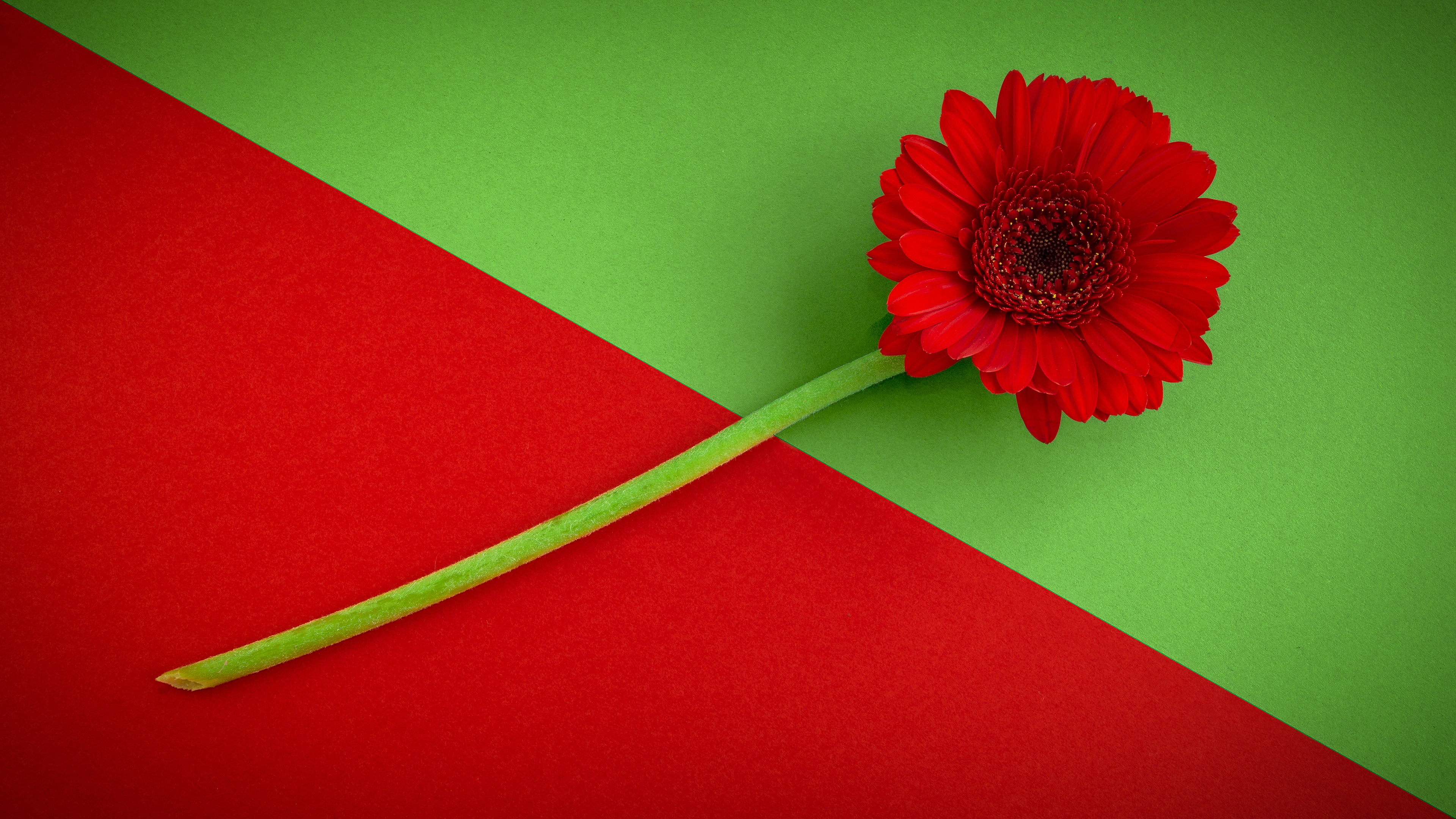A vibrant photograph featuring a single red gerbera daisy placed against a background divided diagonally into two contrasting colors: red on the bottom left and green on the top right. The gerbera's long green stem extends from the bottom left corner, crossing the red section and leading to the flower head positioned in the green section. The flower head is composed of numerous red petals radiating from a dark red center with visible textures. The bold color contrast between the background and the flower enhances the gerbera's striking appearance, creating a visually appealing and balanced composition.