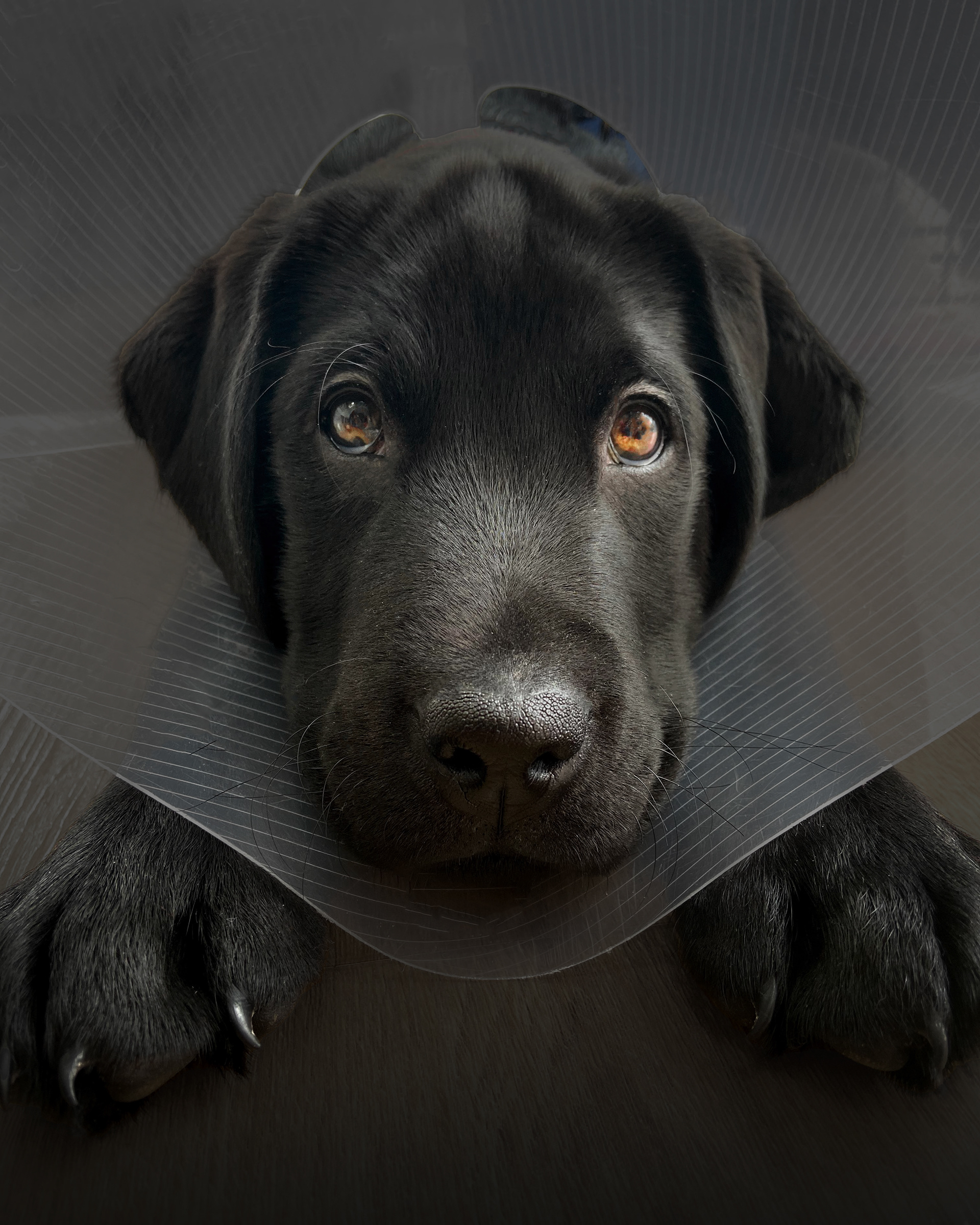 Close-up of a black Labrador puppy wearing a protective cone, lying down with a sad and resigned expression. The focus is on the puppy's soulful eyes and face, highlighting its vulnerable state.