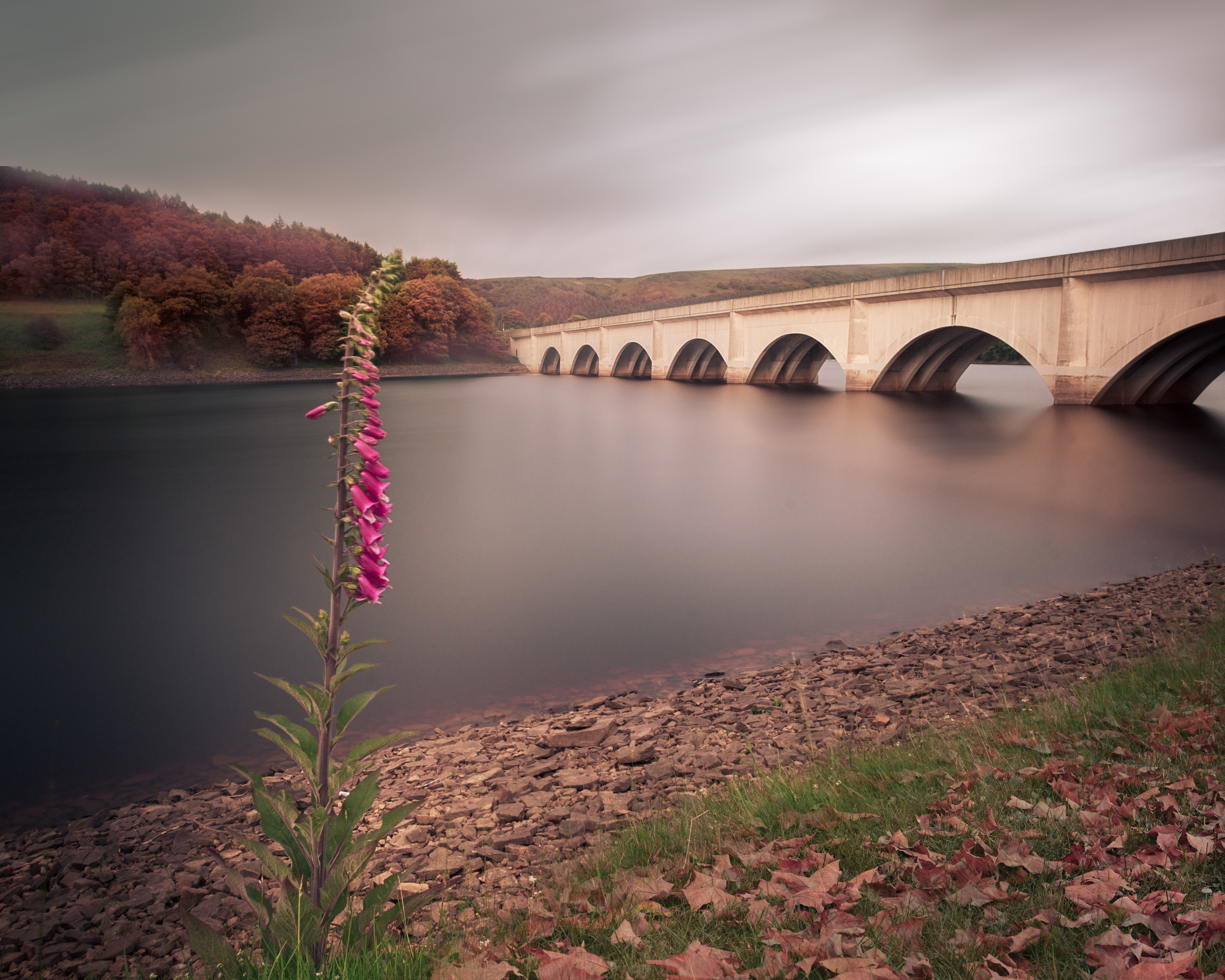 Foxglove At Ladybower