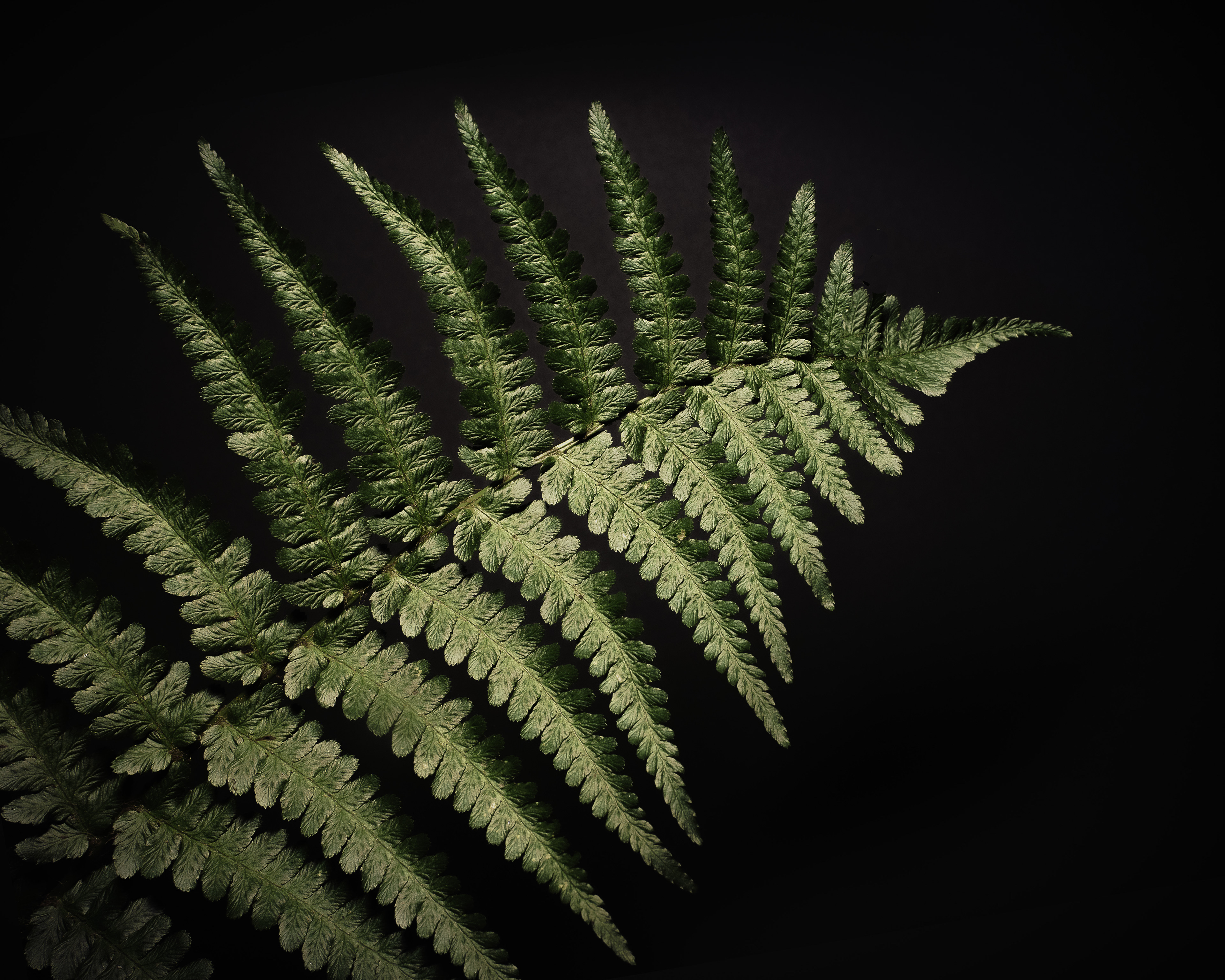 Fern Leaf