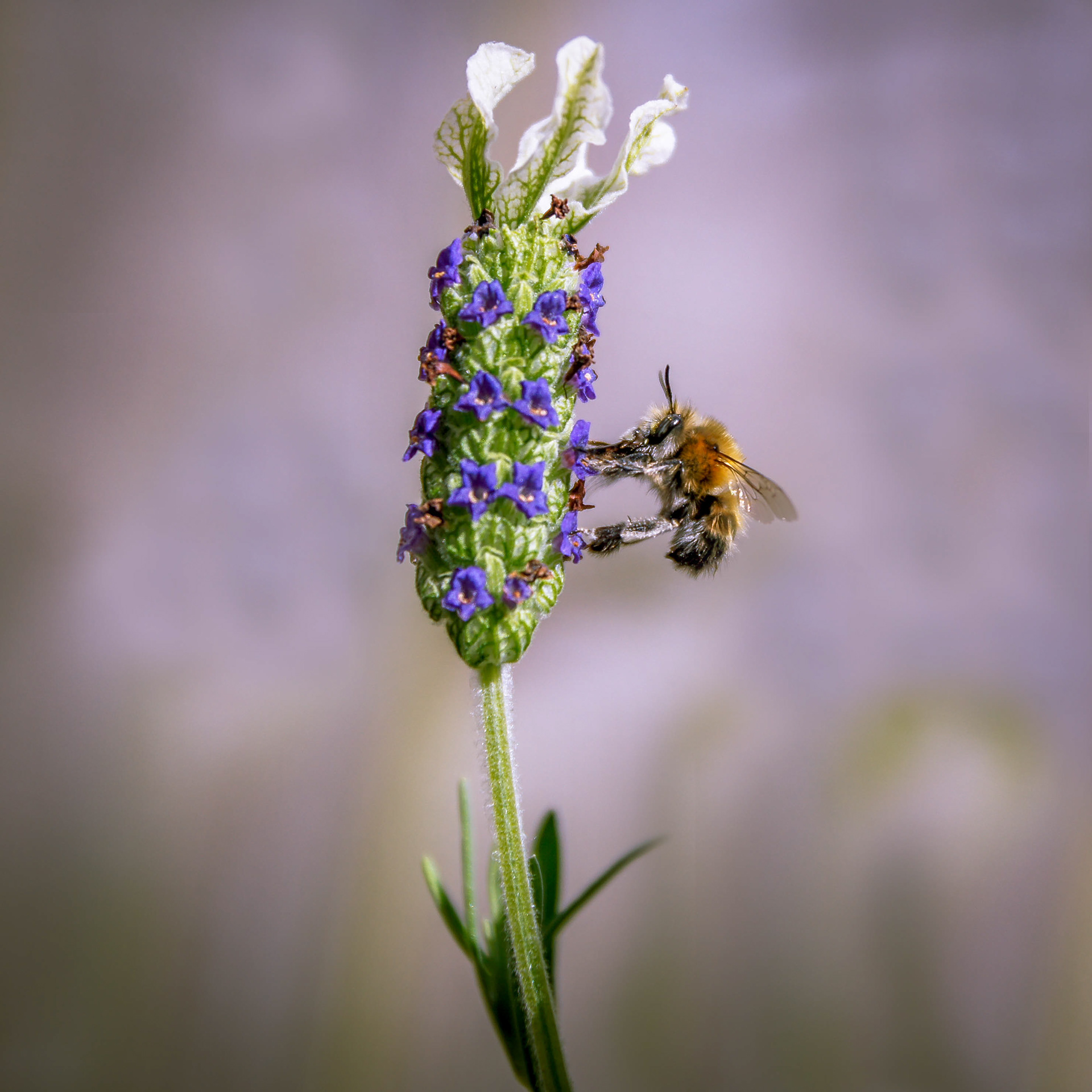 Bee On Lavender