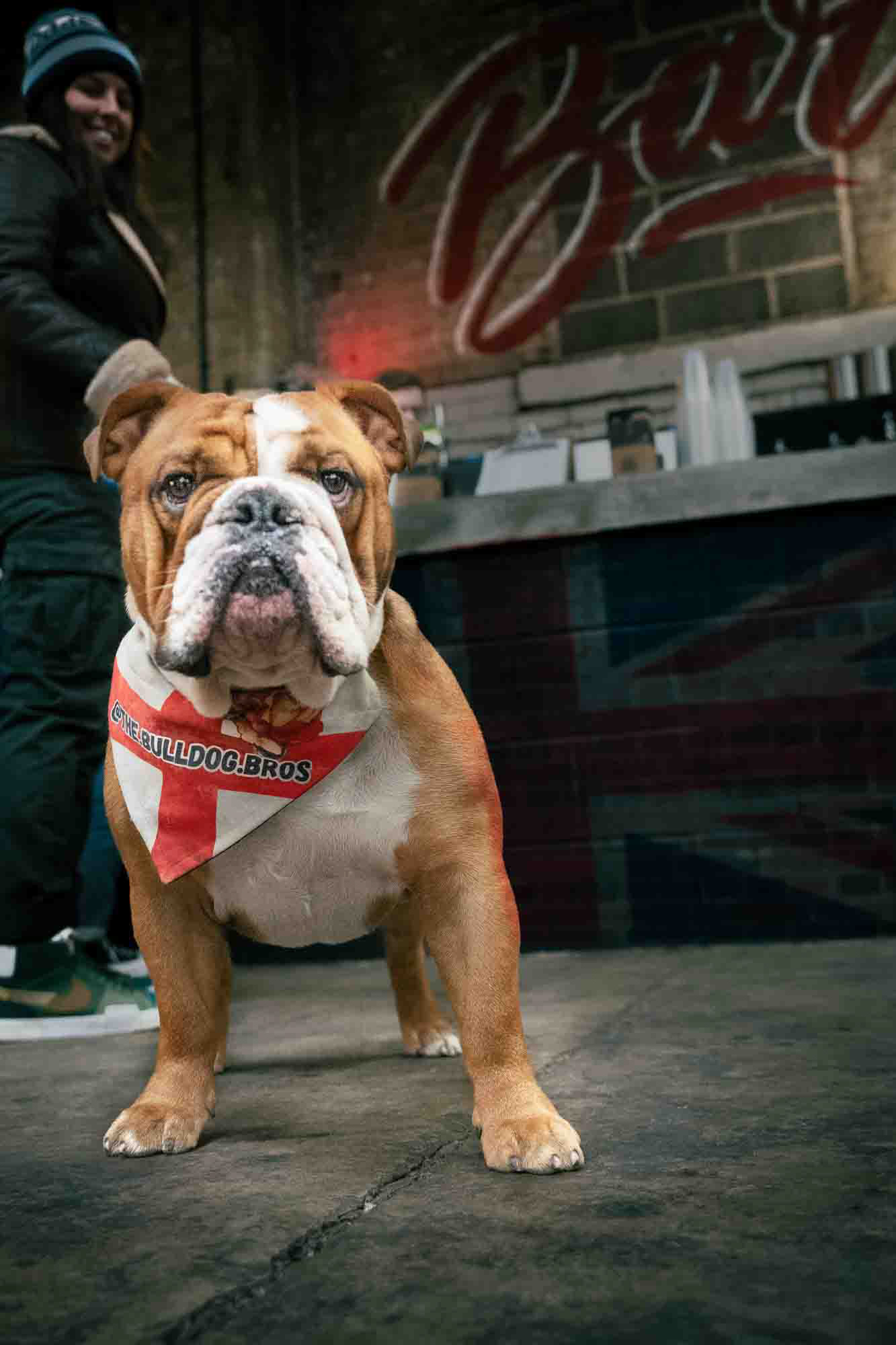 English Bulldog wearing a bandana with 'THE.BULLDOG.BROS' written on it, standing confidently indoors with a person in the background. The setting includes a bar counter and a Union Jack painted on the wall, creating a lively and casual atmosphere.