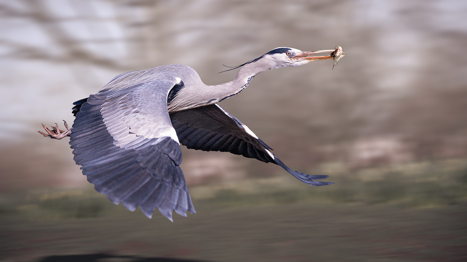 Grey Heron With Catch