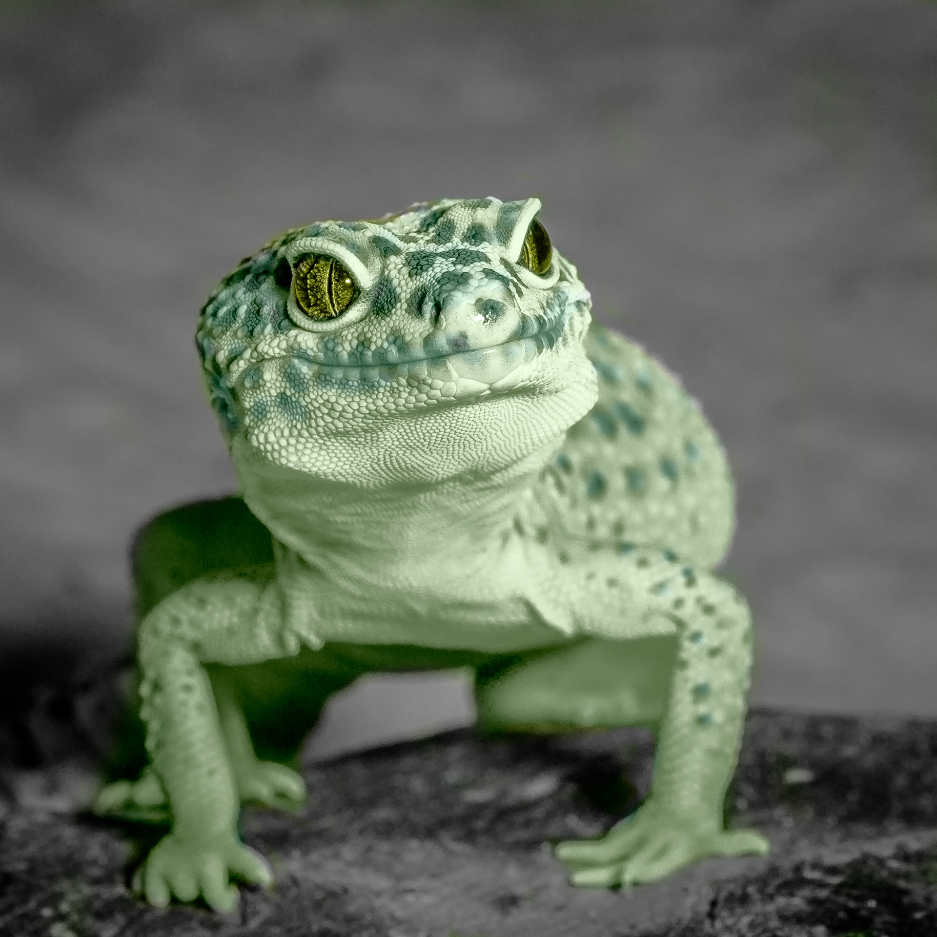 Gecko Greens