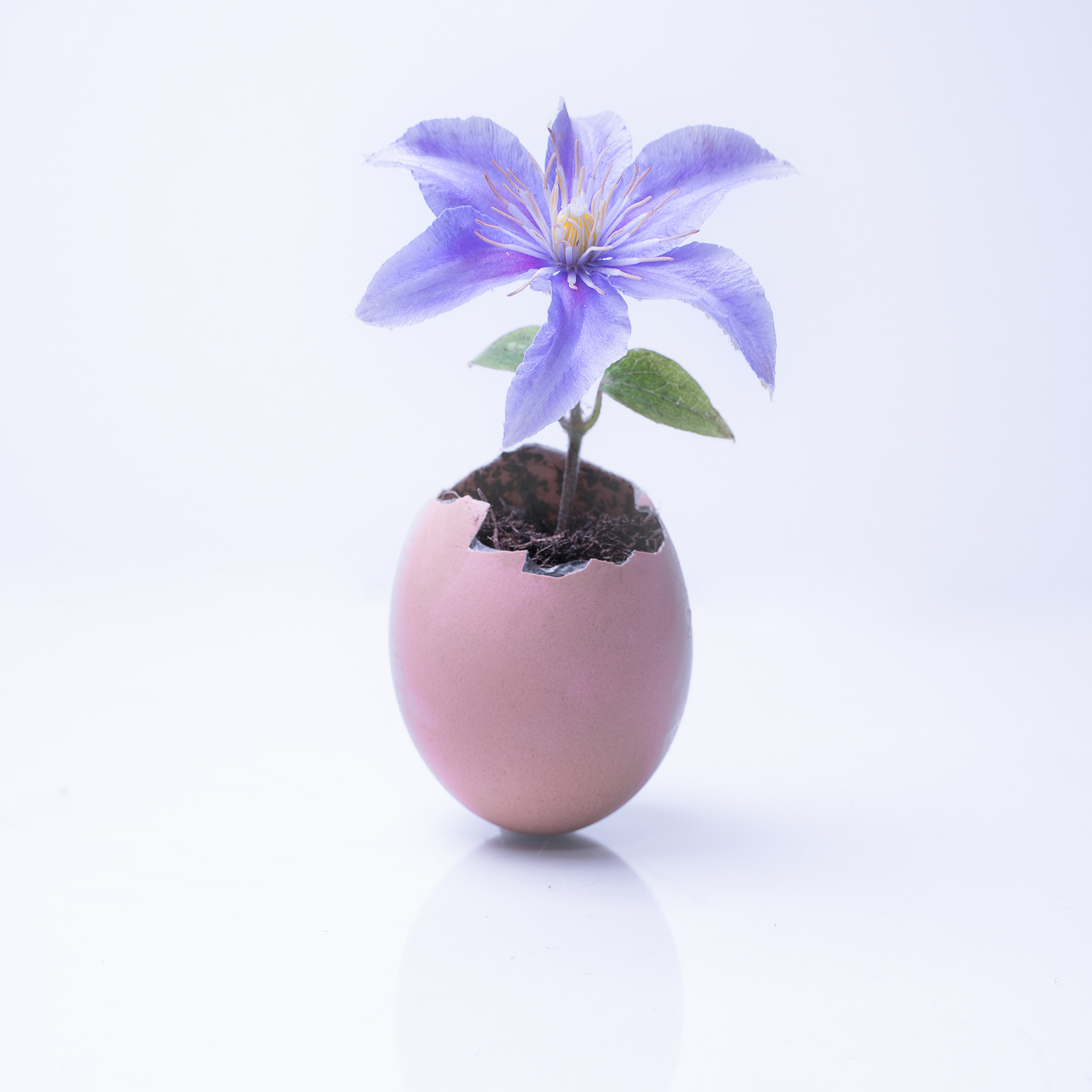 Egg Plant