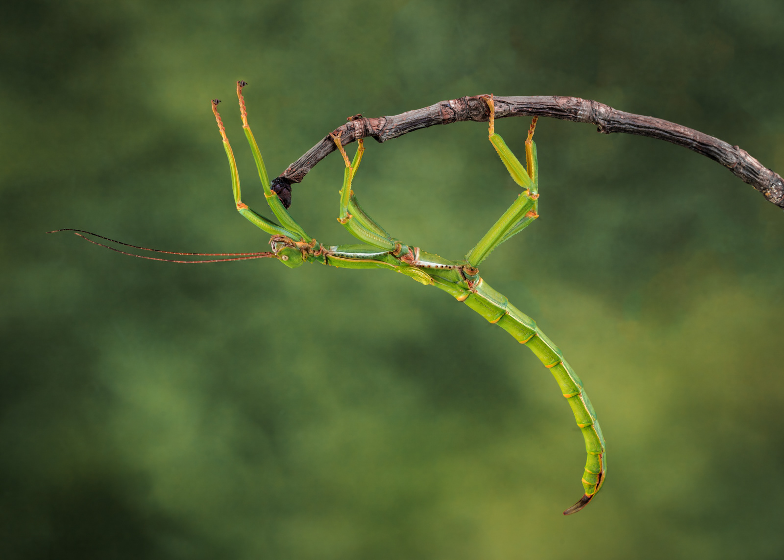 A detailed close-up image of a green stick insect hanging upside down from a thin, curved twig. The insect's elongated body and legs are vividly green, with slight touches of orange at the joints. The twig it clings to is brown and textured, contrasting sharply with the insect's vibrant color. The background is a soft, blurred green, creating a natural and serene setting that emphasizes the intricate details of the stick insect and the twig. The insect's long, thin antennae extend outward, adding to the composition's delicate balance.