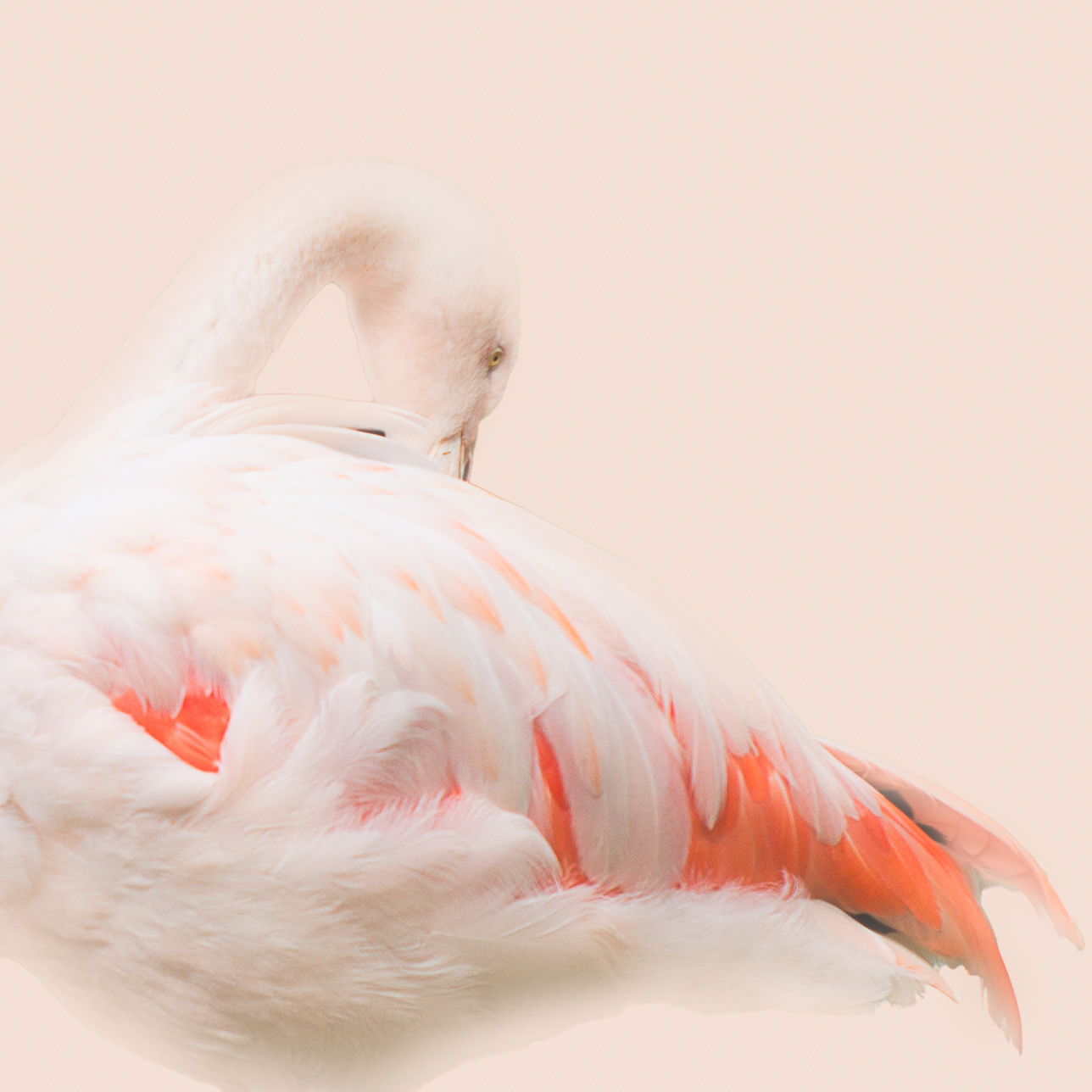 Flamingo Pinks